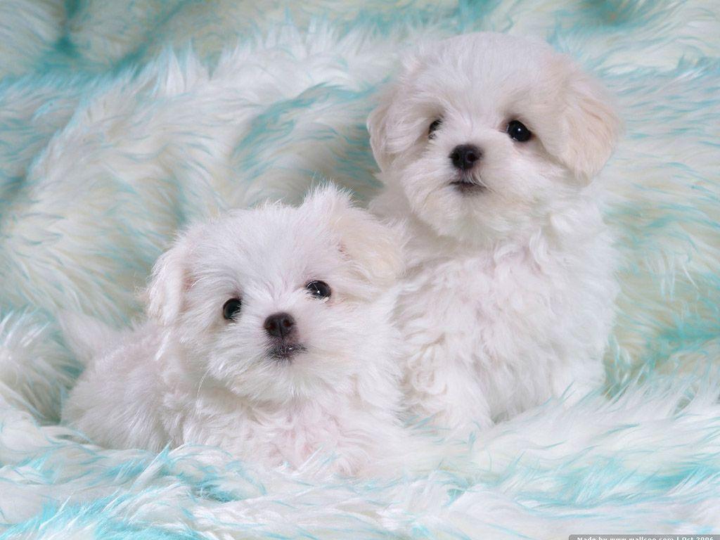 72Pics Cuddly White Maltese Puppies (Vol.1) 1024x768 NO.28