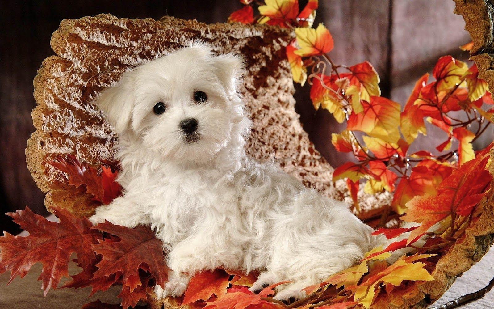 Hd Autumn Wallpaper With Cute Maltese Dog With Autumn Leaves HD