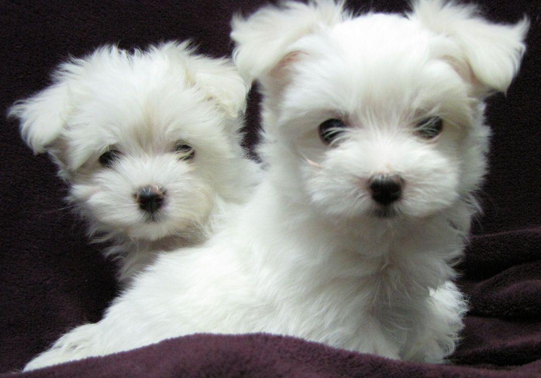 About Maltese Puppies Los Background With Cute Teacup HD