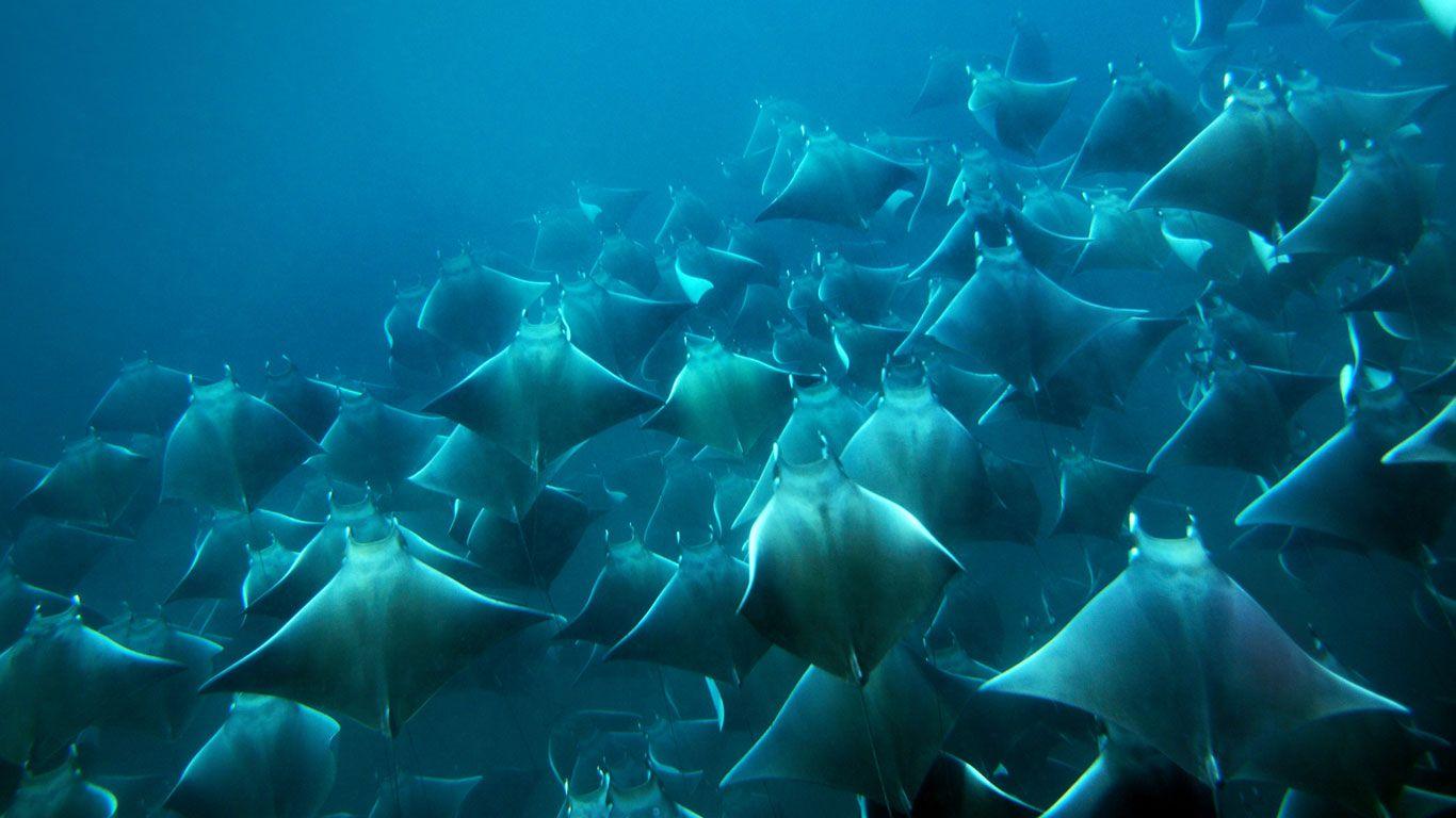 A School Of Manta Rays Feeding In Plankton Rich Water Off