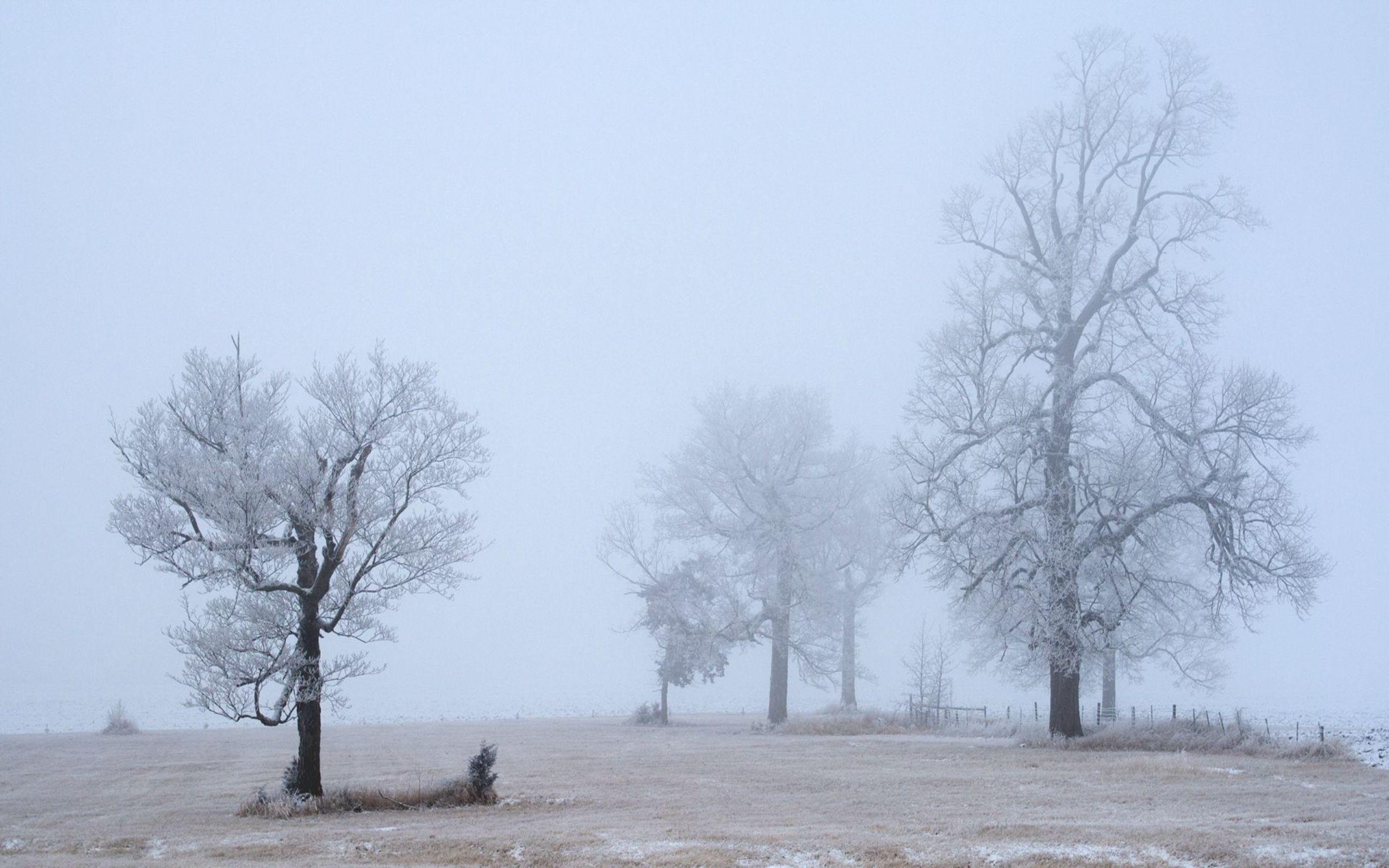 Foggy Winter Day Wallpaper 13885 2560x1600
