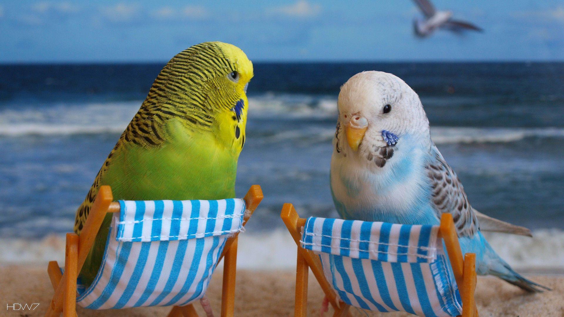 Budgie Wallpaper, Budgie Wallpaper. Budgie Awesome Photo