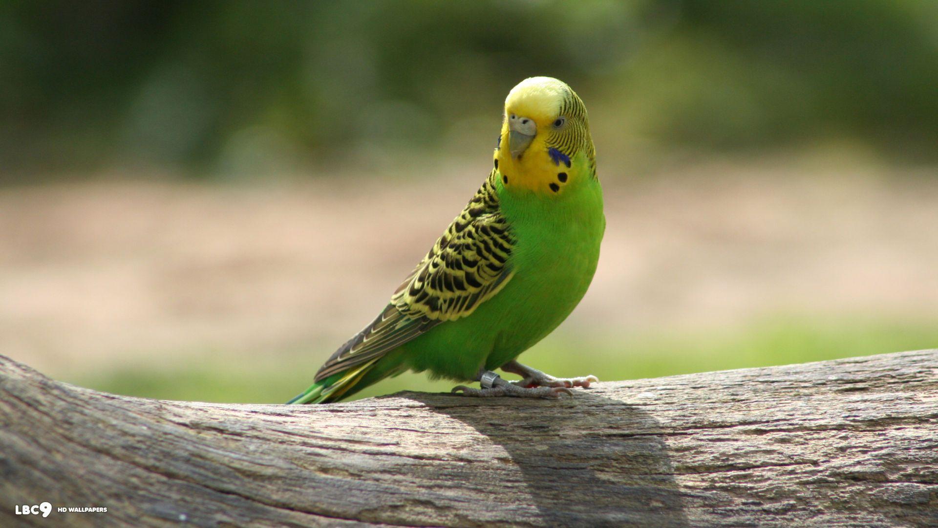 Budgie Wallpaper 6 42. Birds HD Background