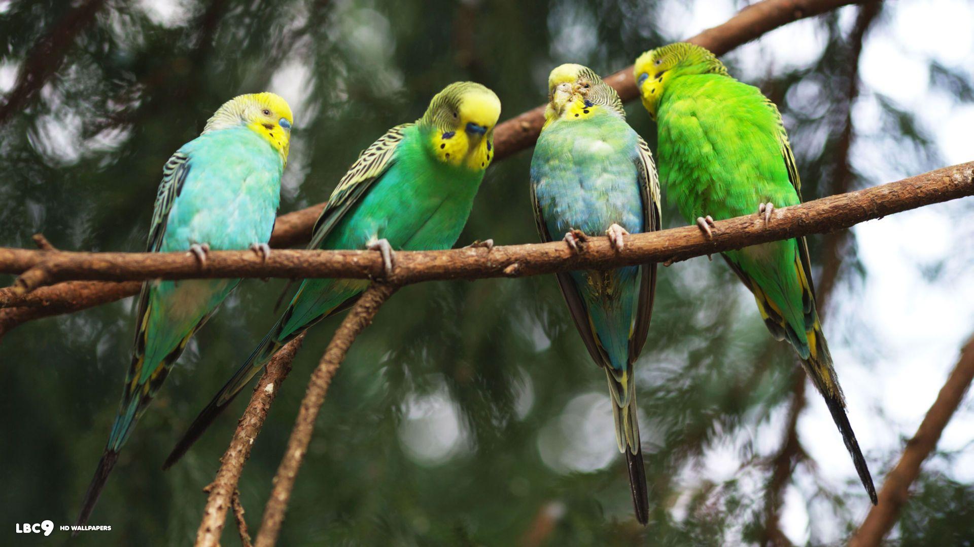 Budgie Wallpaper 20 42. Birds HD Background