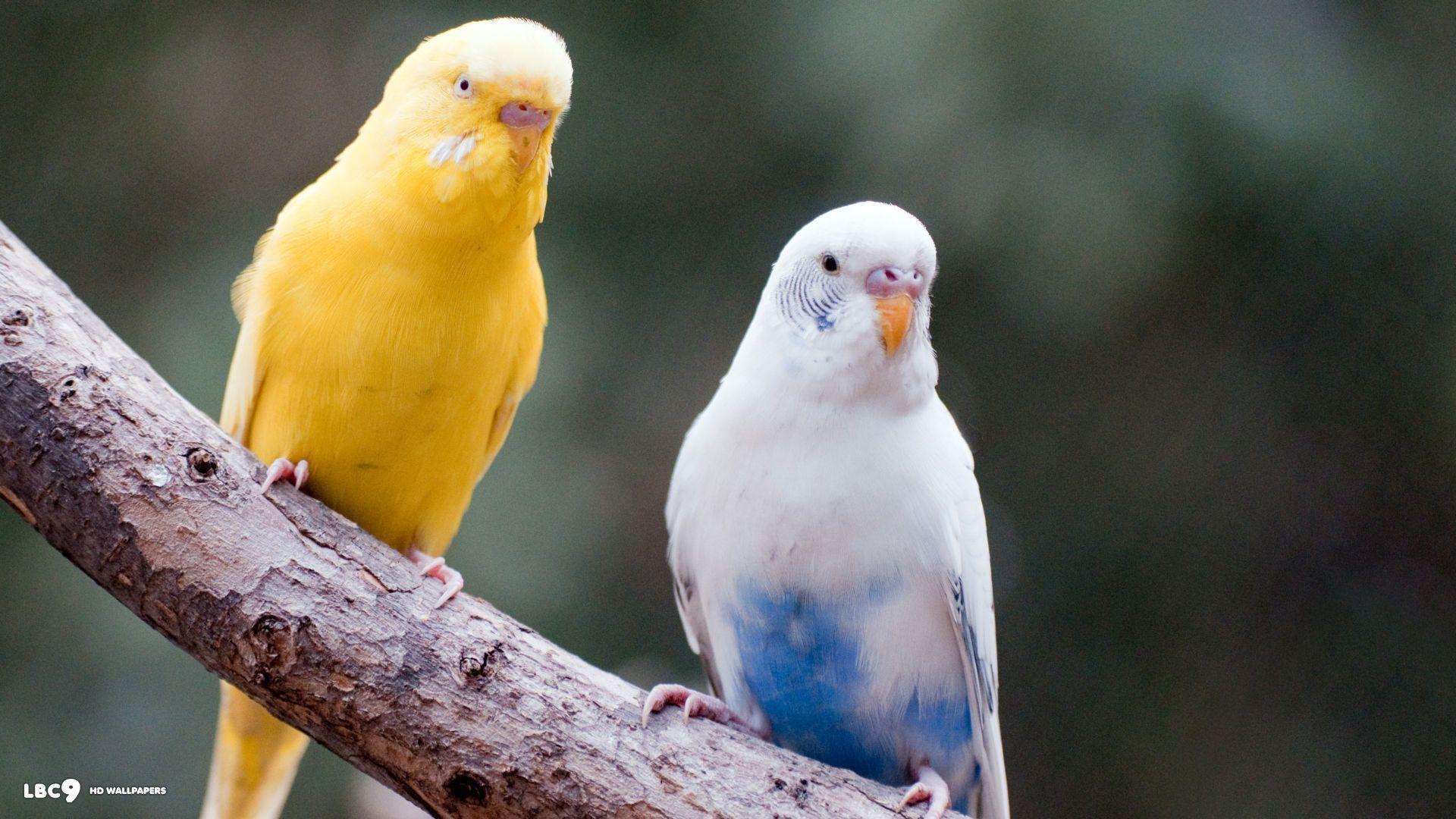 Budgie Wallpaper 1 42. Birds HD Background