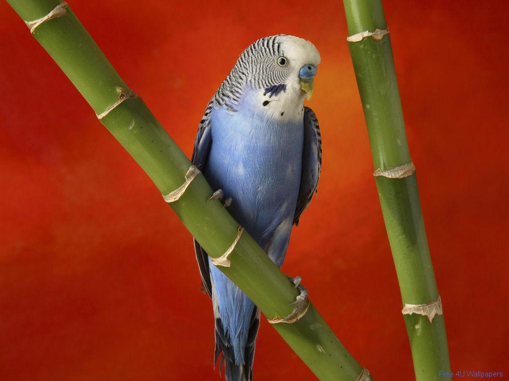 Budgies image Blue Budgie HD wallpaper and background photo