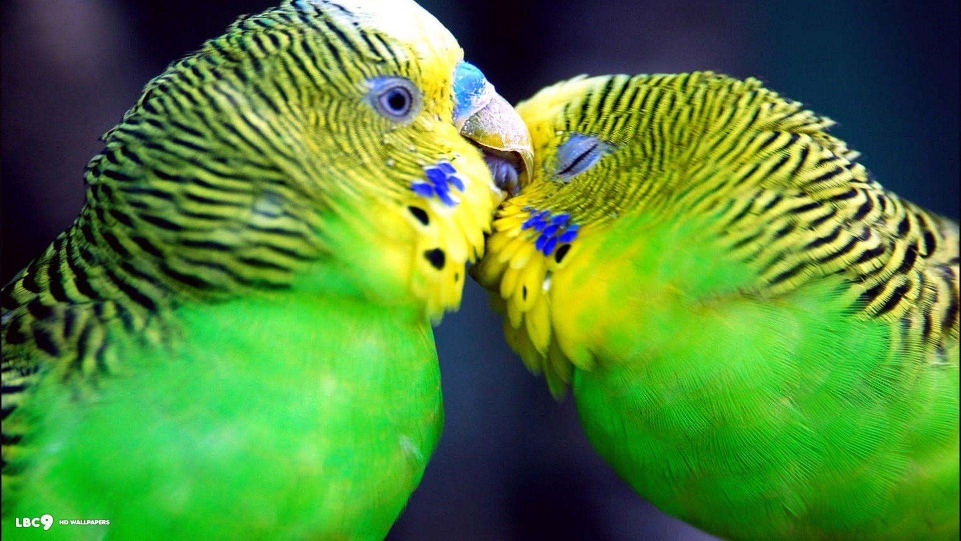 Budgie Wallpaper 14 42. Birds HD Background