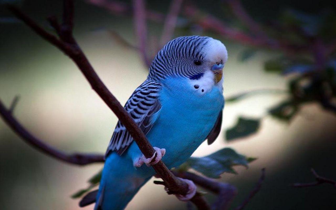 Budgerigar HD Wallpaper