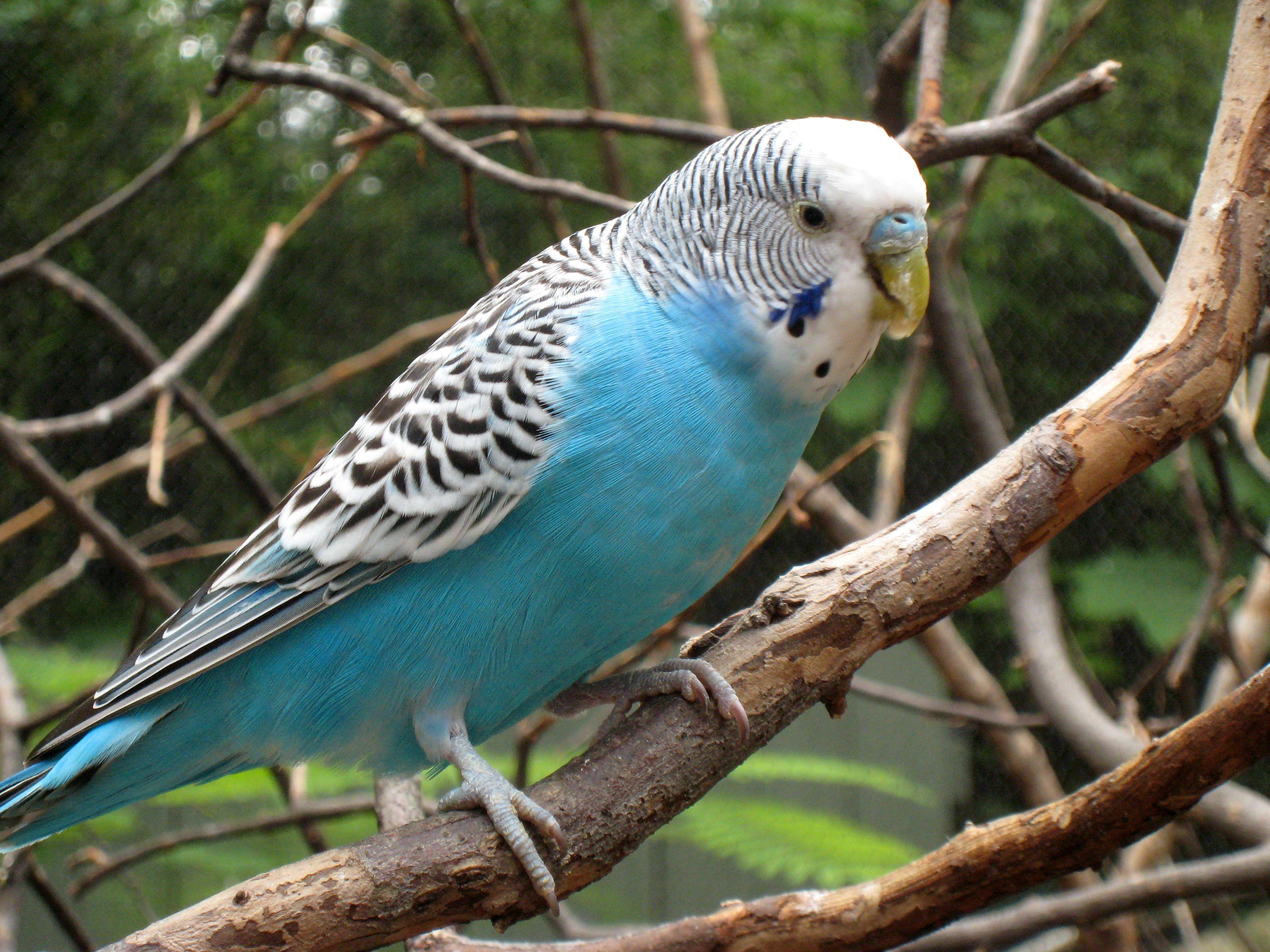 Budgerigar HD Wallpaper