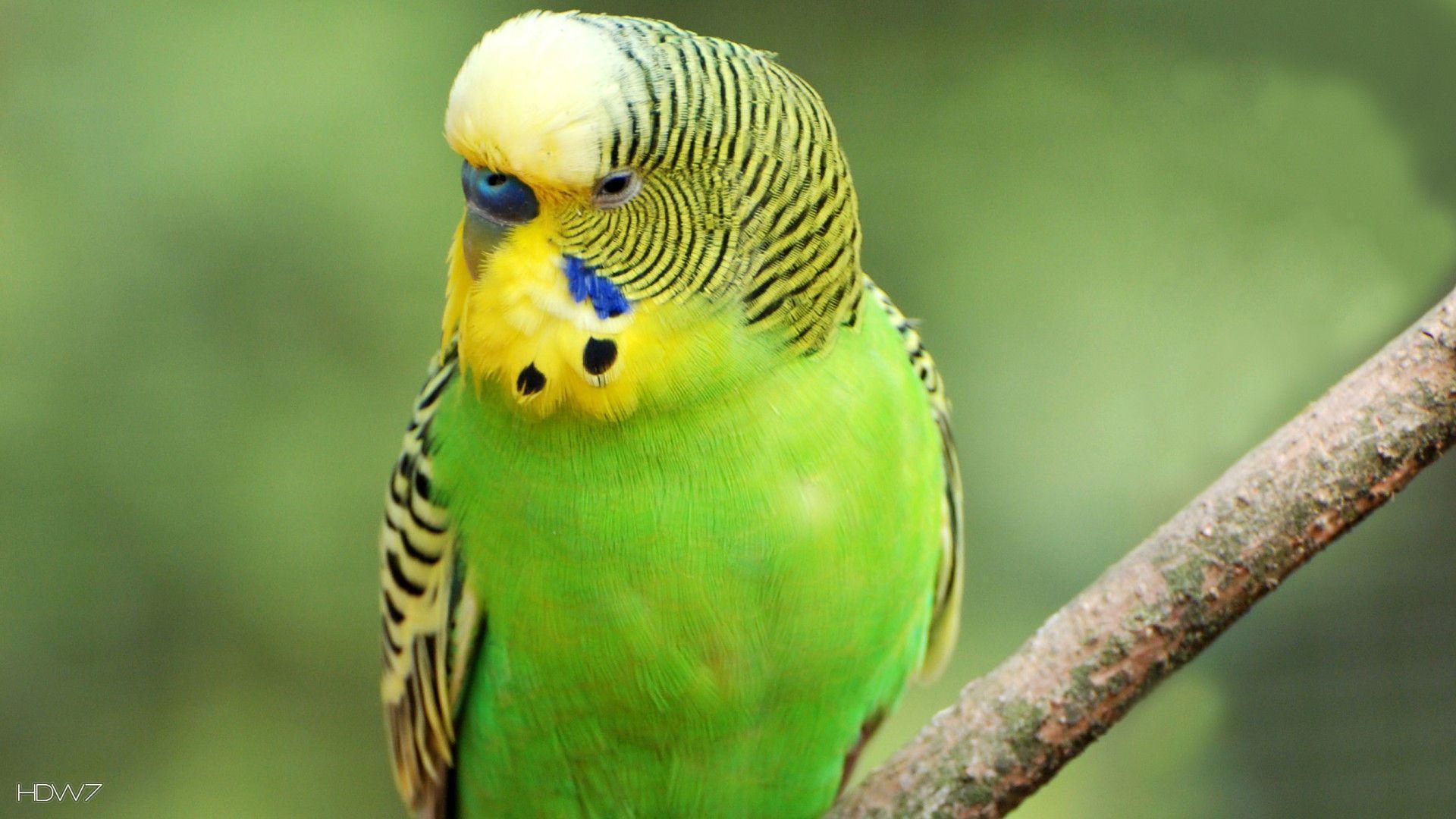 budgie parrot royal blue cere male bird. HD wallpaper gallery