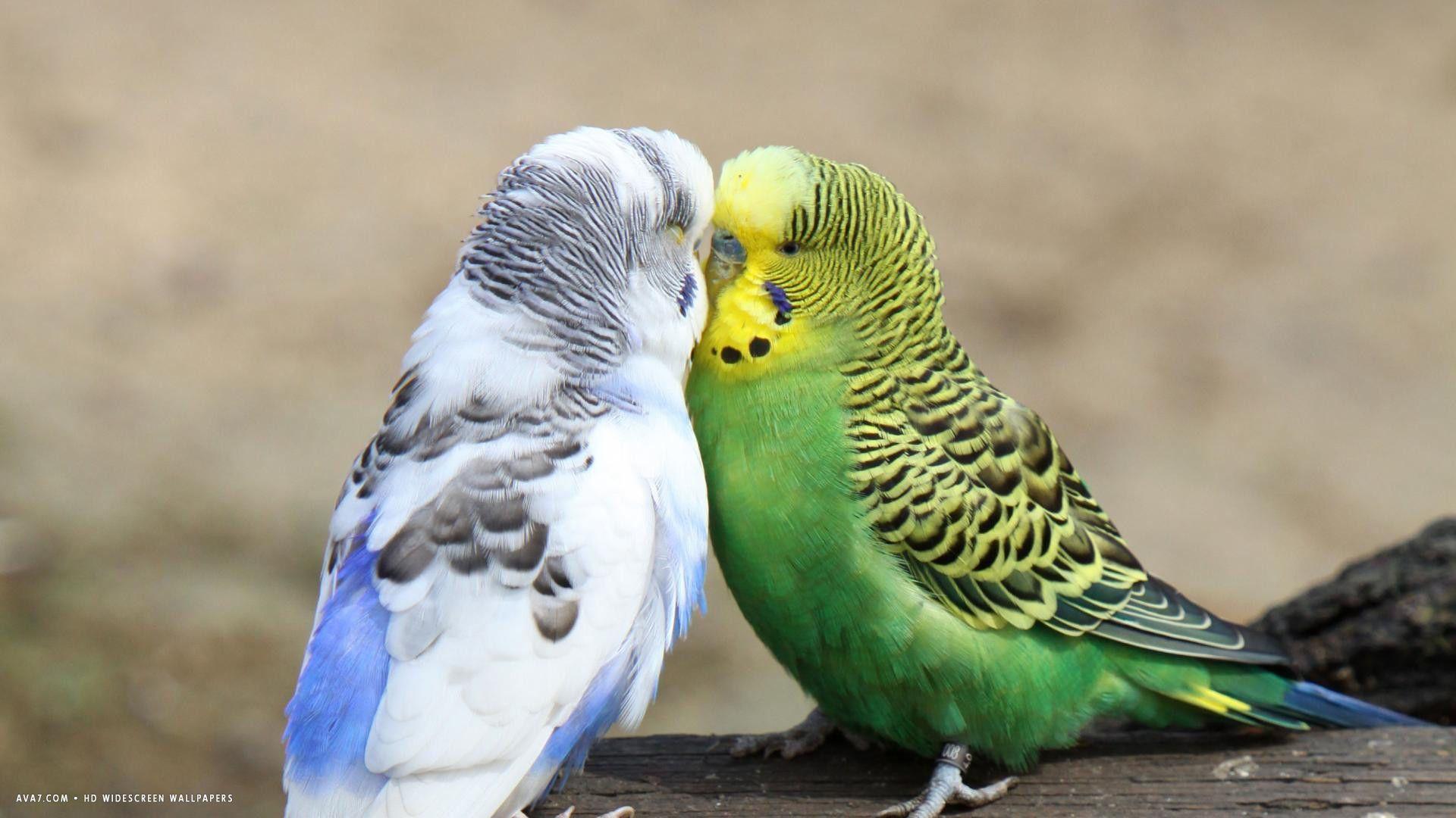budgie budgies love birds kissing HD widescreen wallpaper / birds