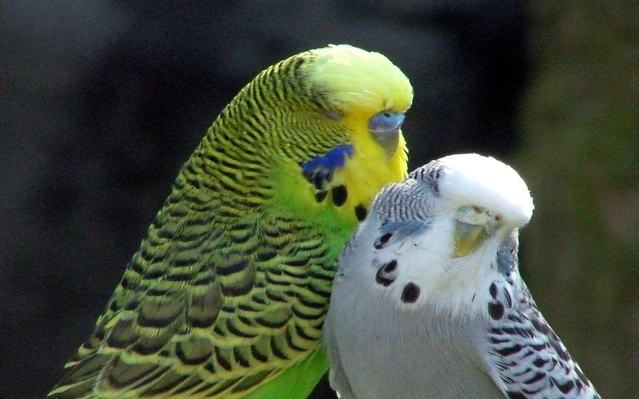 Budgie Wallpapers - Wallpaper Cave