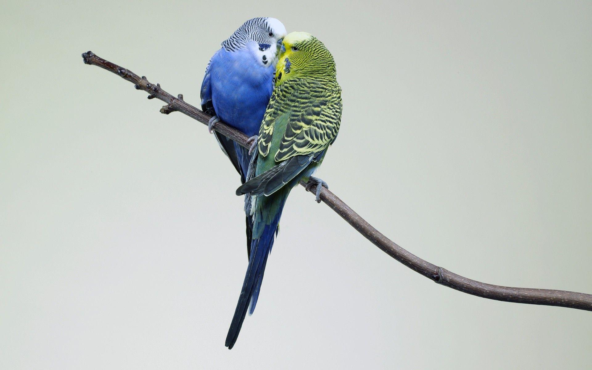 animals, Birds, Kissing, Budgies Wallpaper HD / Desktop