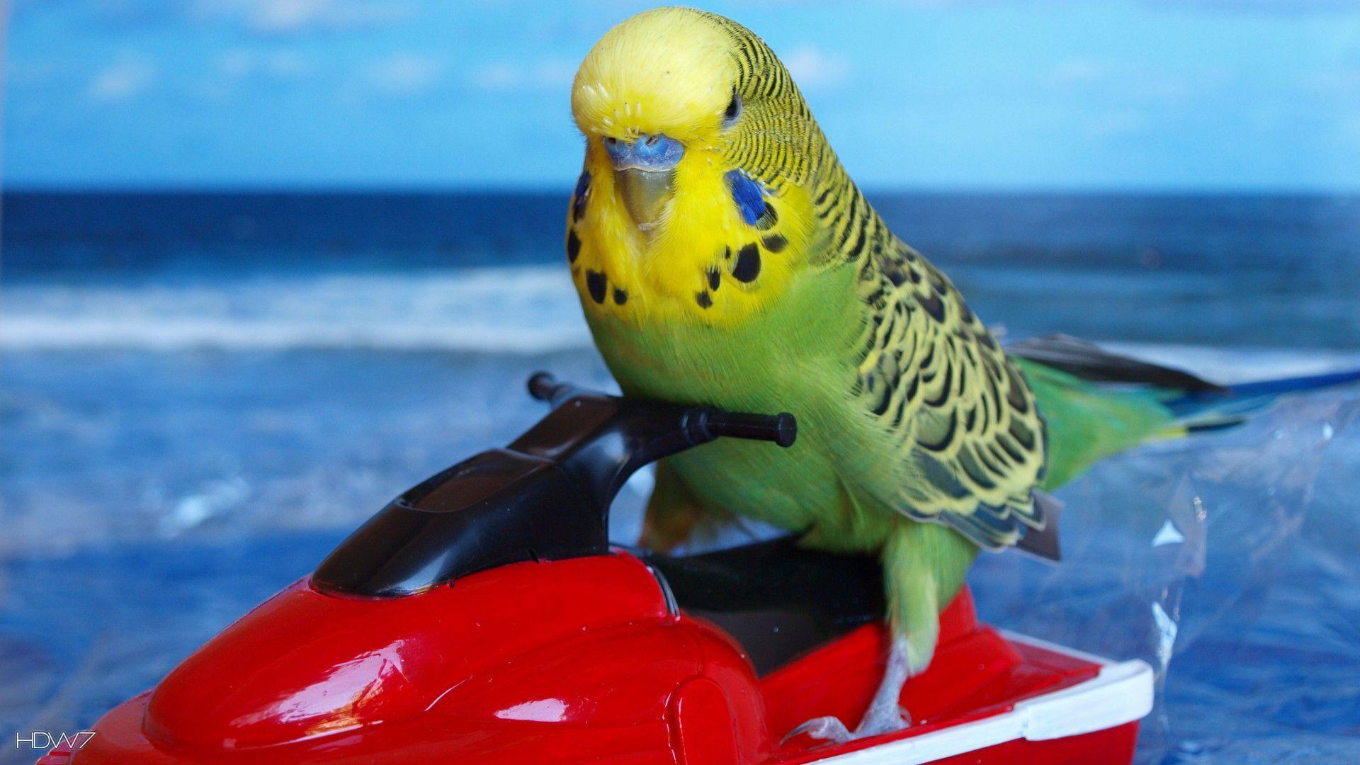 budgie funny sea bird. HD wallpaper gallery
