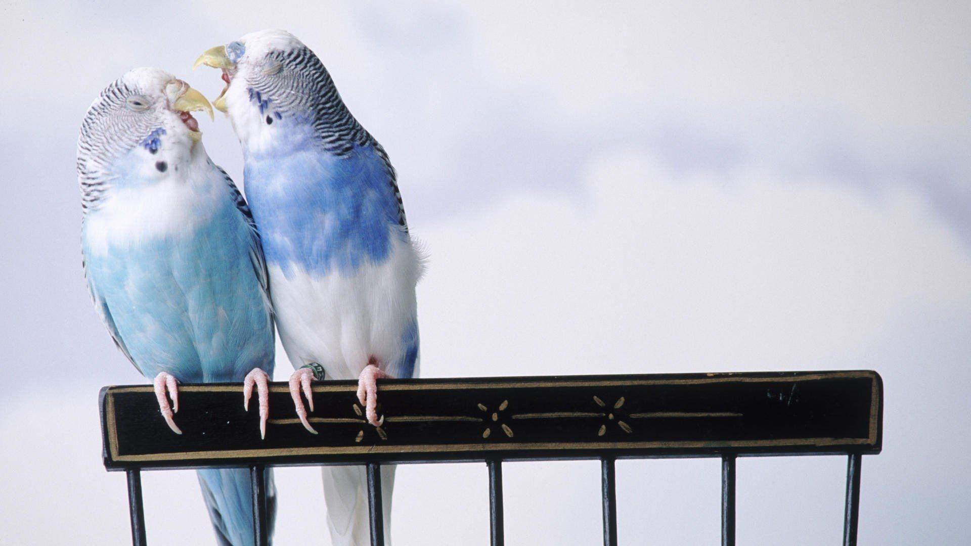 Budgerigar HD Wallpaper and Background Image