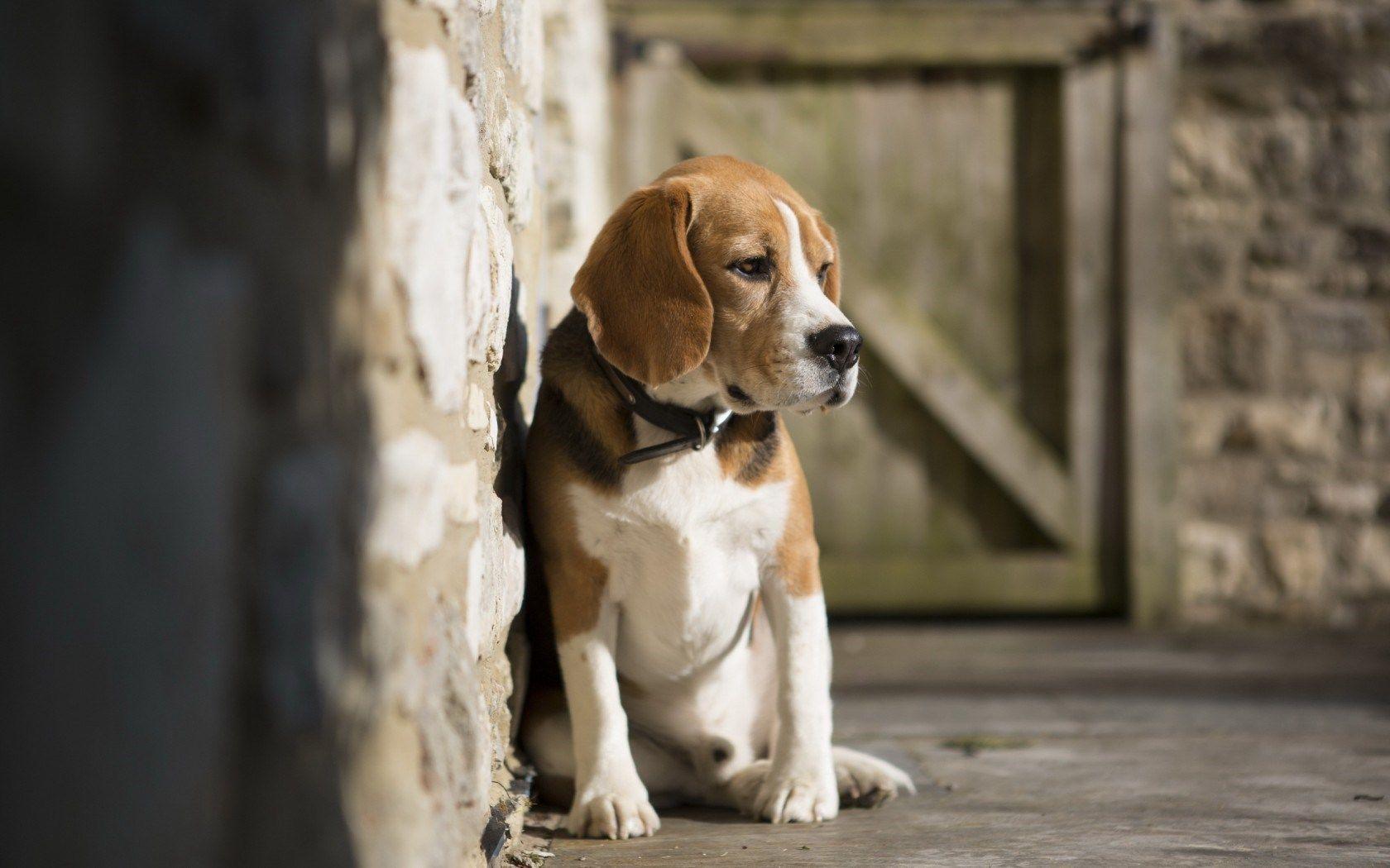 HD Beagle Dog Wallpaper