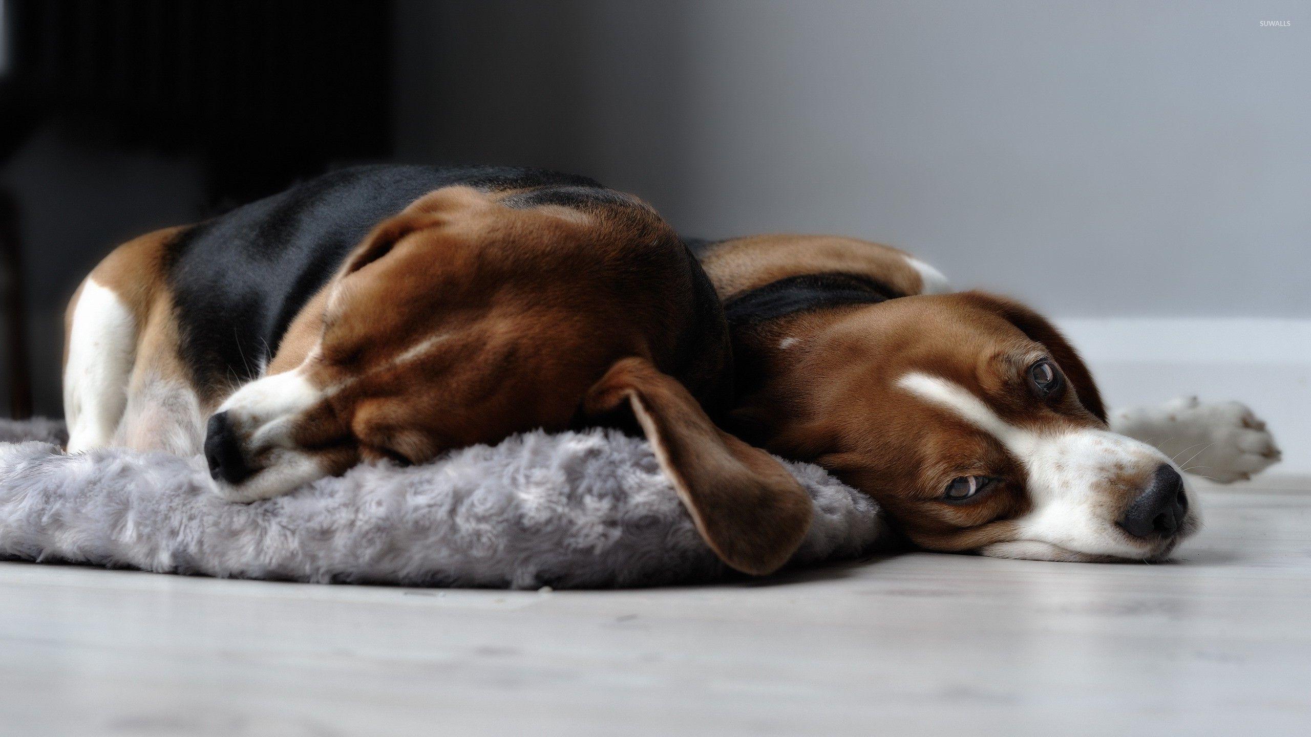 Beagles wallpaper wallpaper