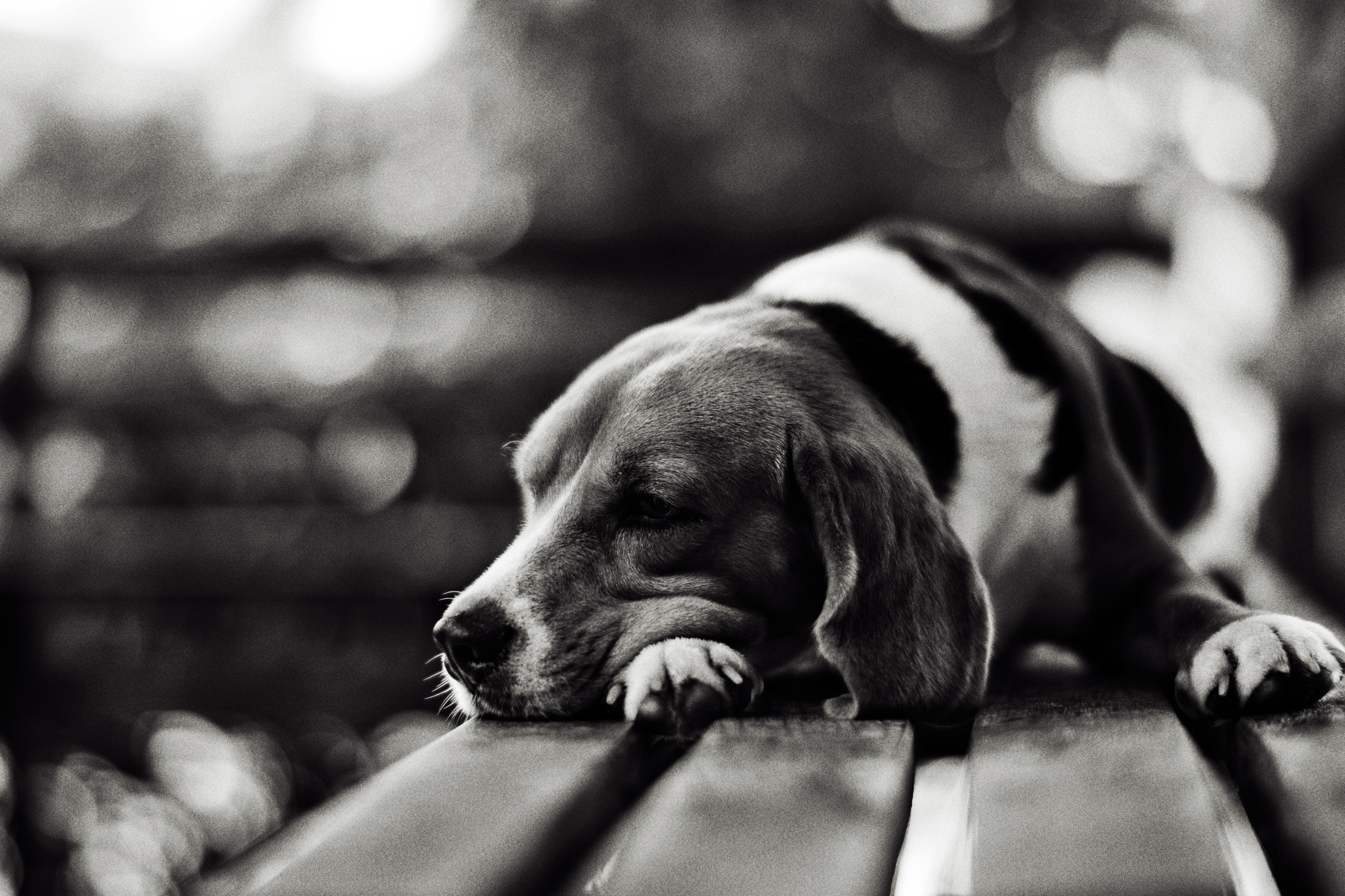 Beagles Wallpaper Beagle Resting FREE Wallpaper Collection