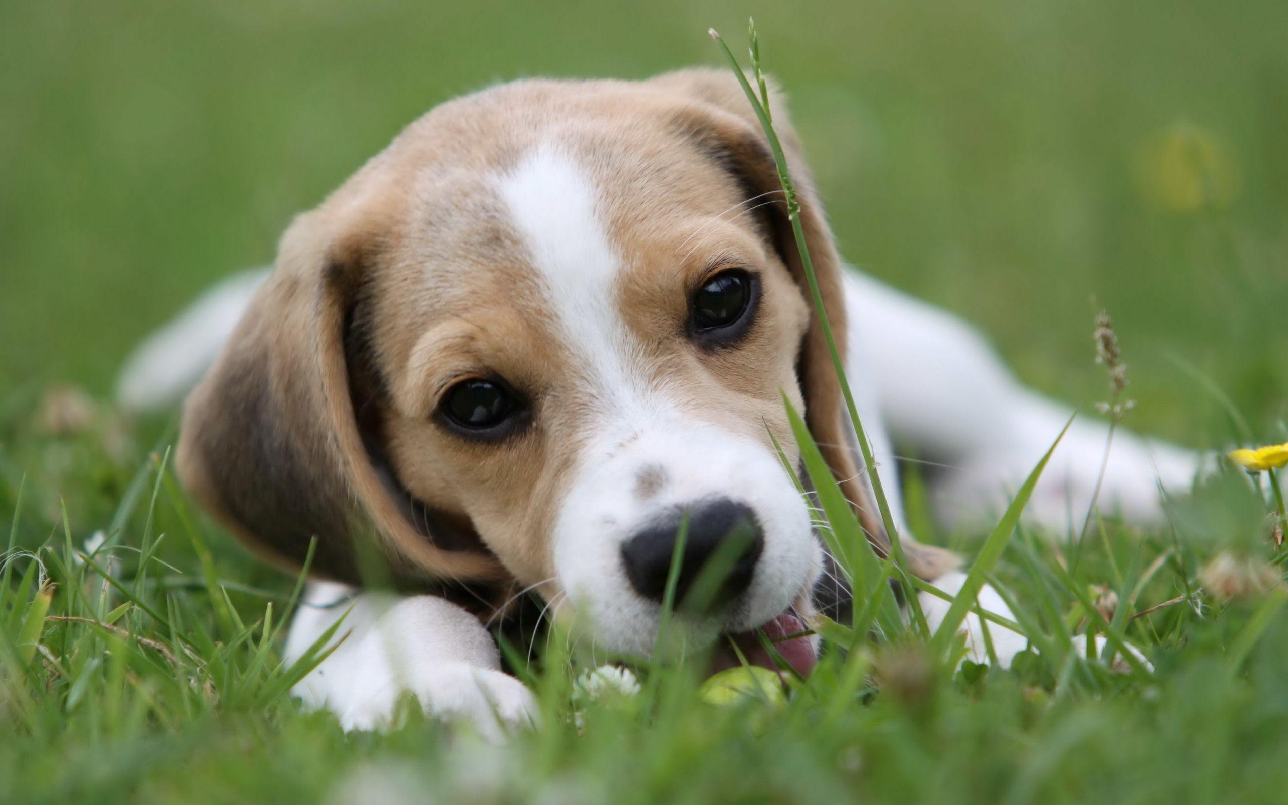 Beagle HD Wallpaper