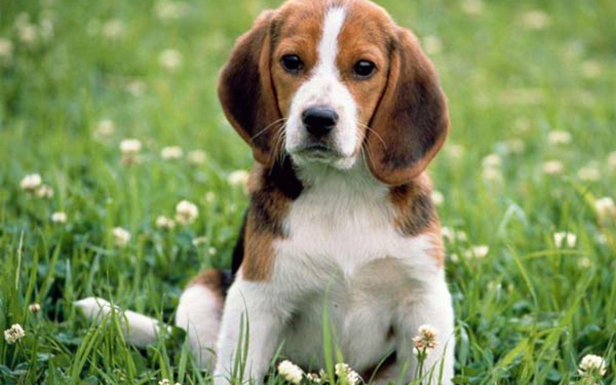 Beagle Wallpaper HD Download