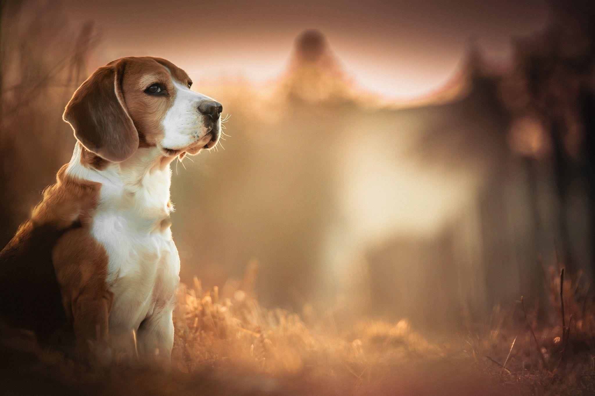 Beagles, Dog, Blurred, Depth Of Field, Animals Wallpaper HD