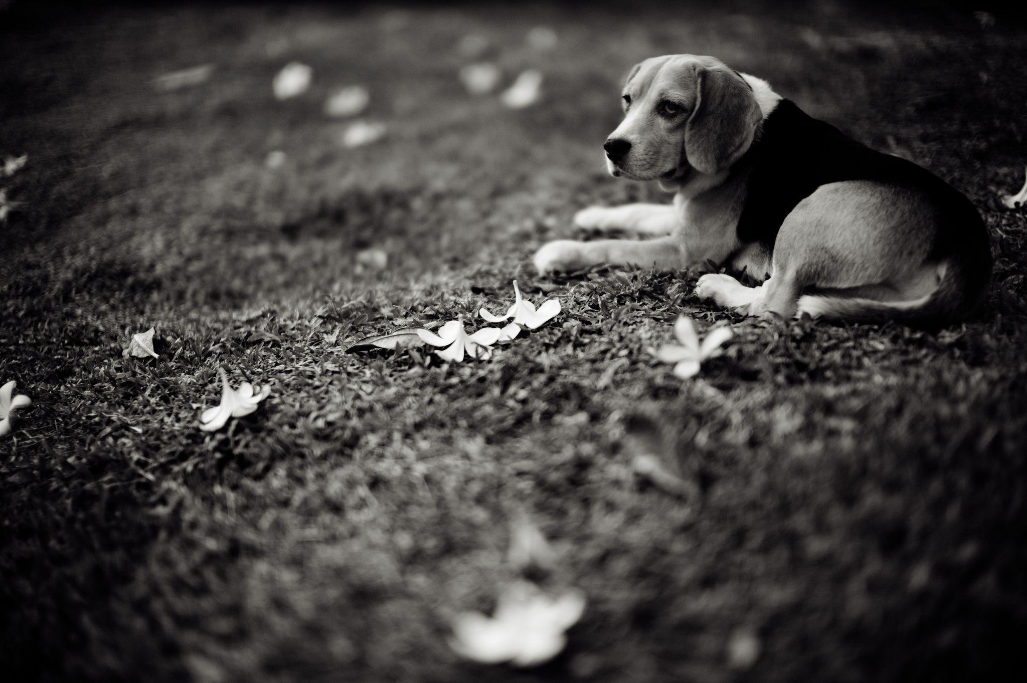 Beagles Wallpapers - Wallpaper Cave