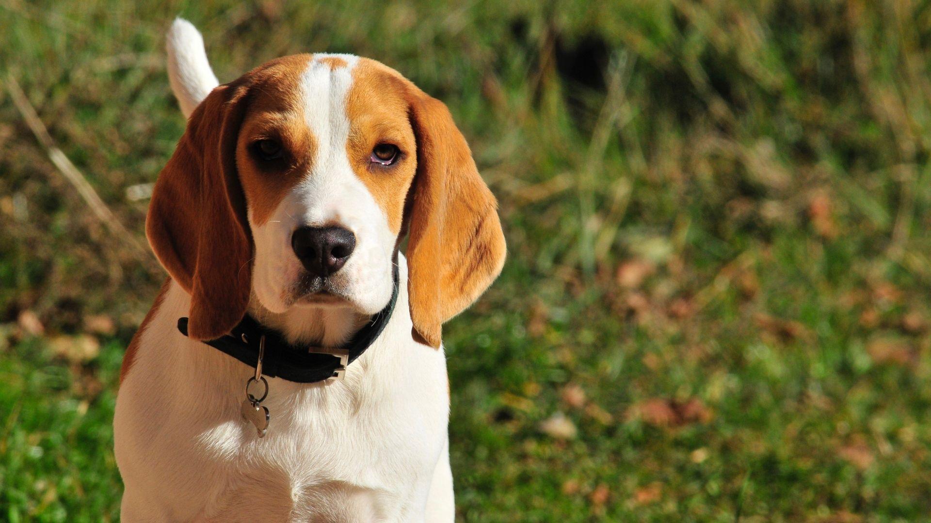 Full HD 1080p Beagle Wallpaper HD, Desktop Background 1920x1080