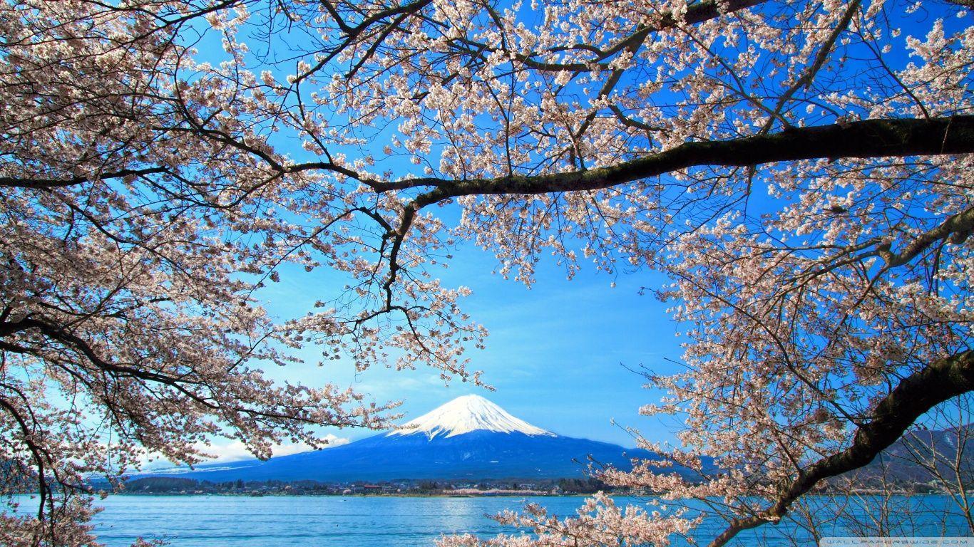 Sakura and Mount Fuji HD desktop wallpaper, Widescreen, High