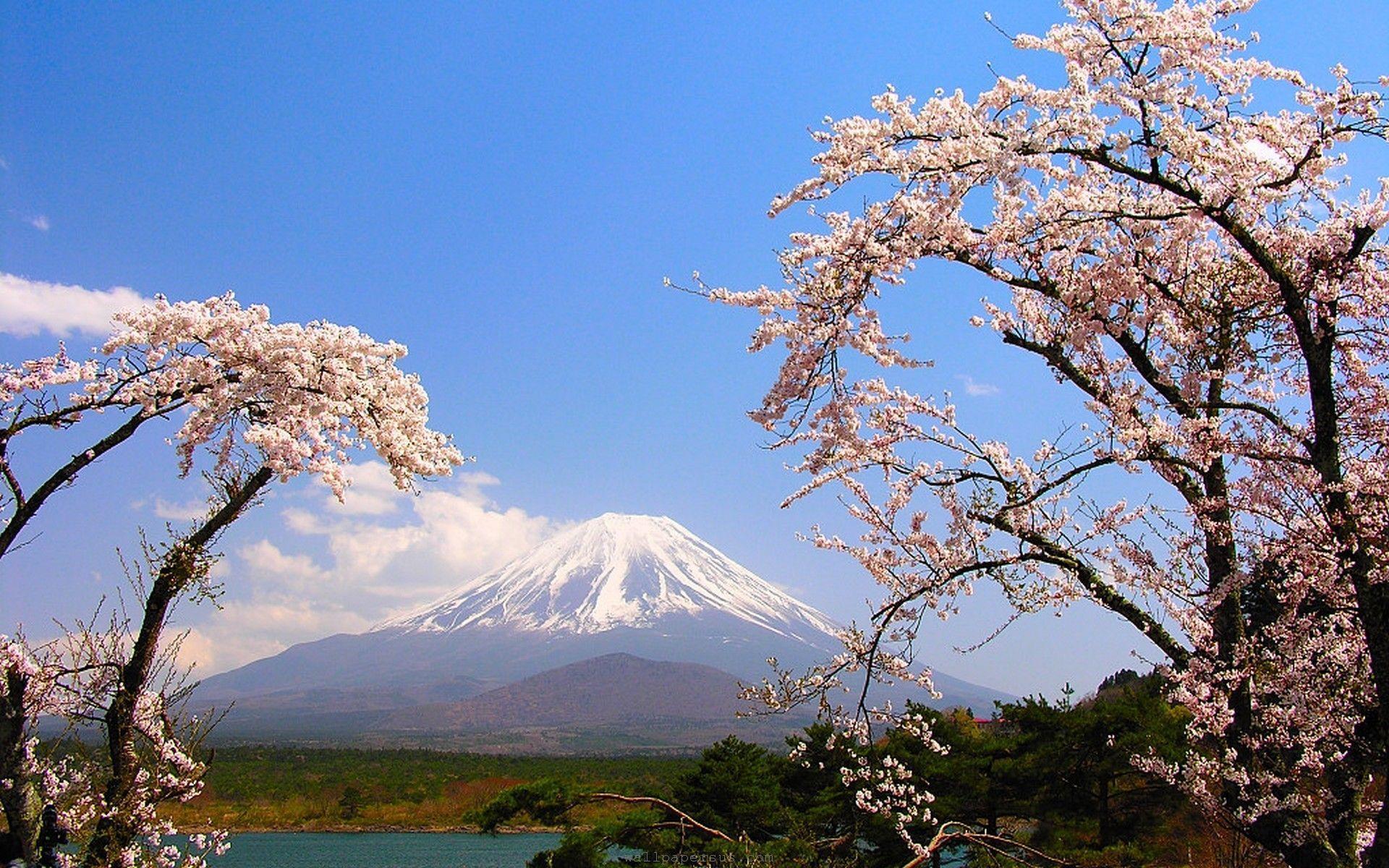 3D & abstract Flower Nature Wallpaper: Mt Fuji Cherry Blossom