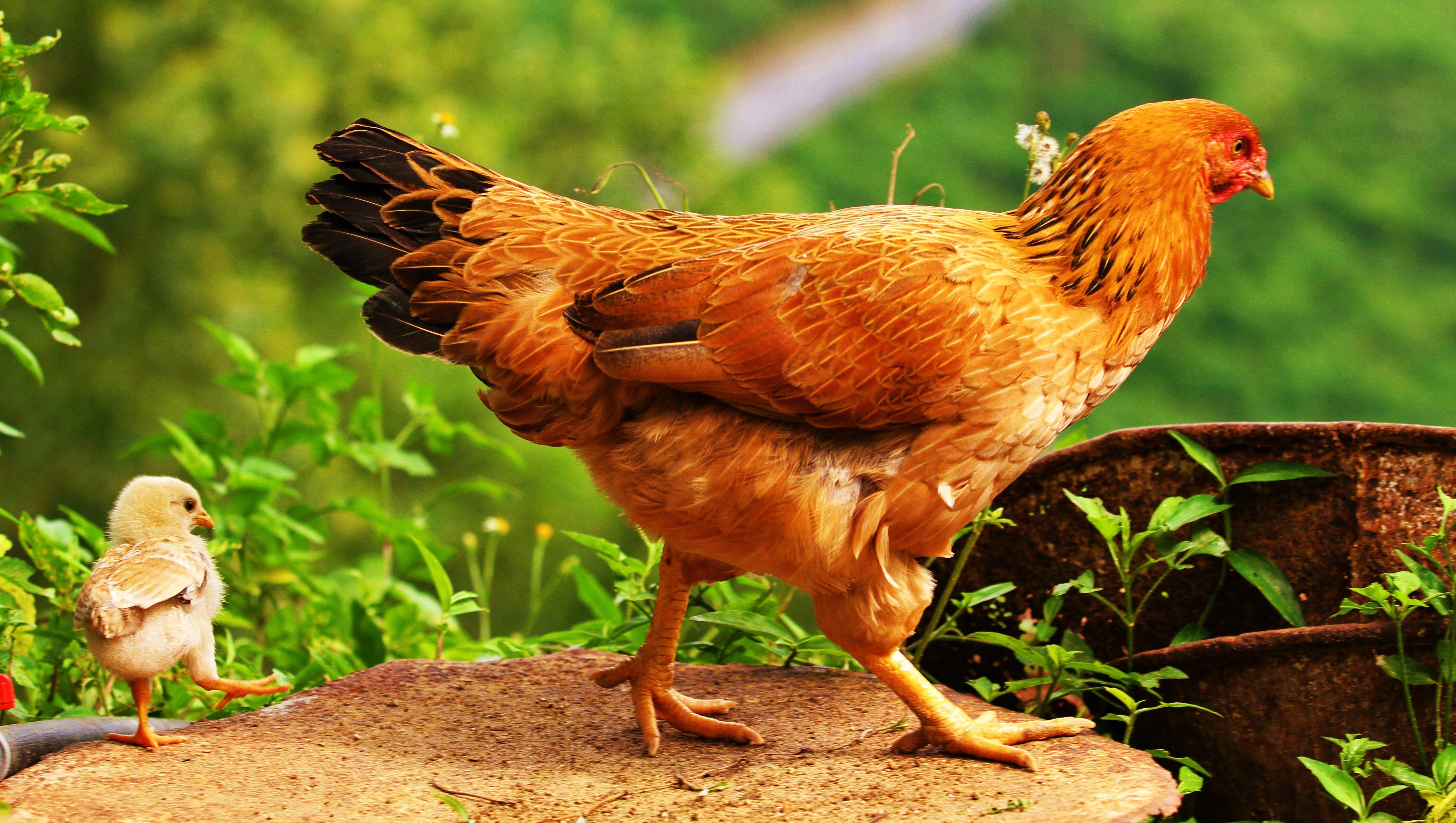 Chicken HD Wallpaper and Background Image
