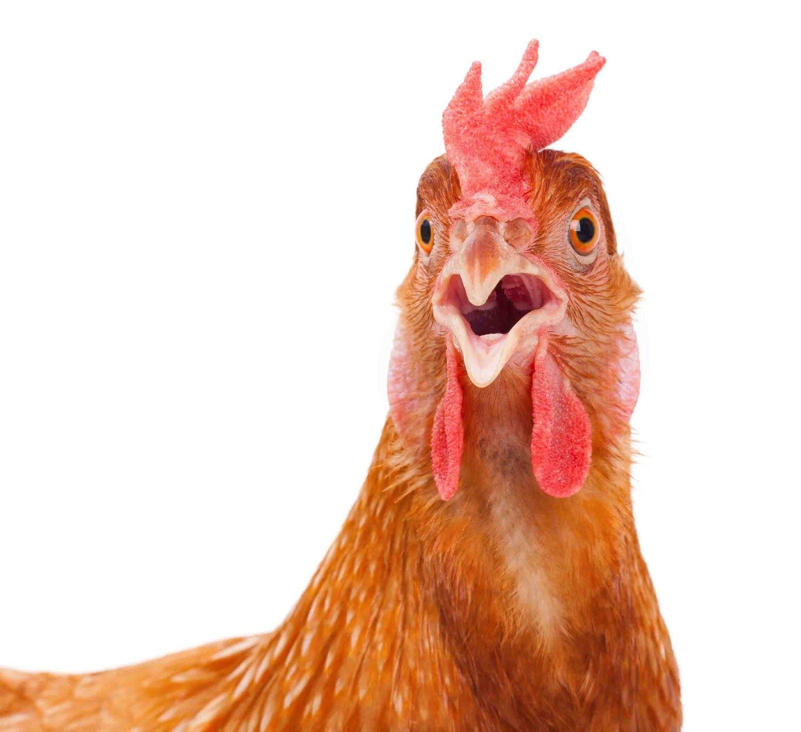 Chicken Bird Image and Image Desktop Background HD Wallpaper