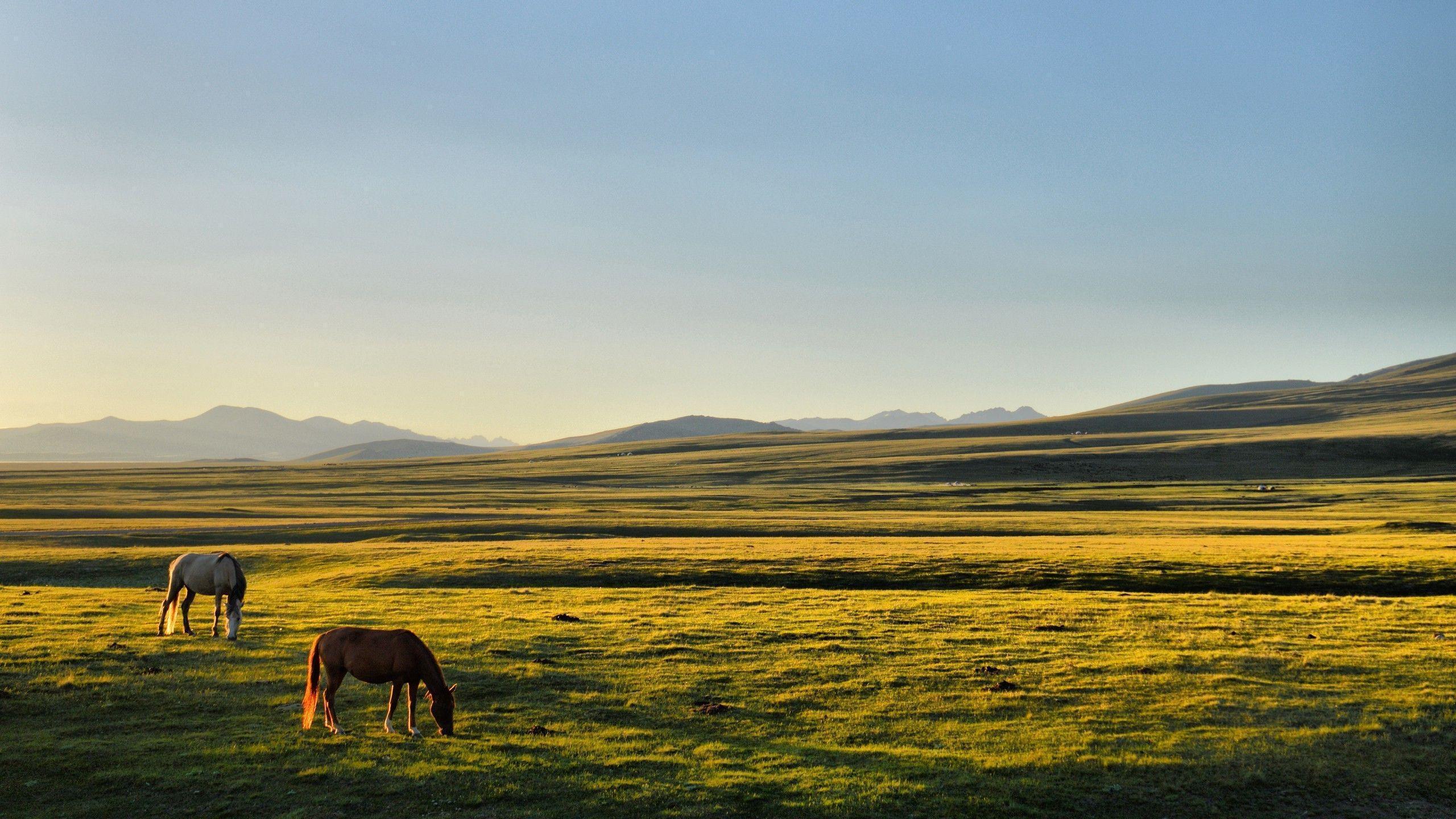 horse kyrgyzstan song kul plains Wallpapers HD / Desktop and