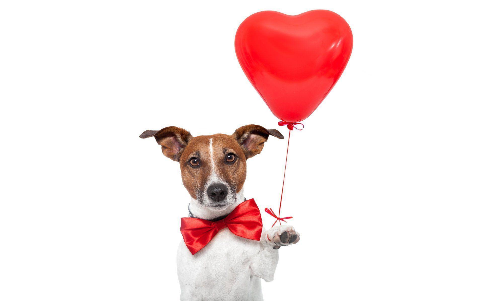 jack russell terrier bow butterfly balloon red heart white
