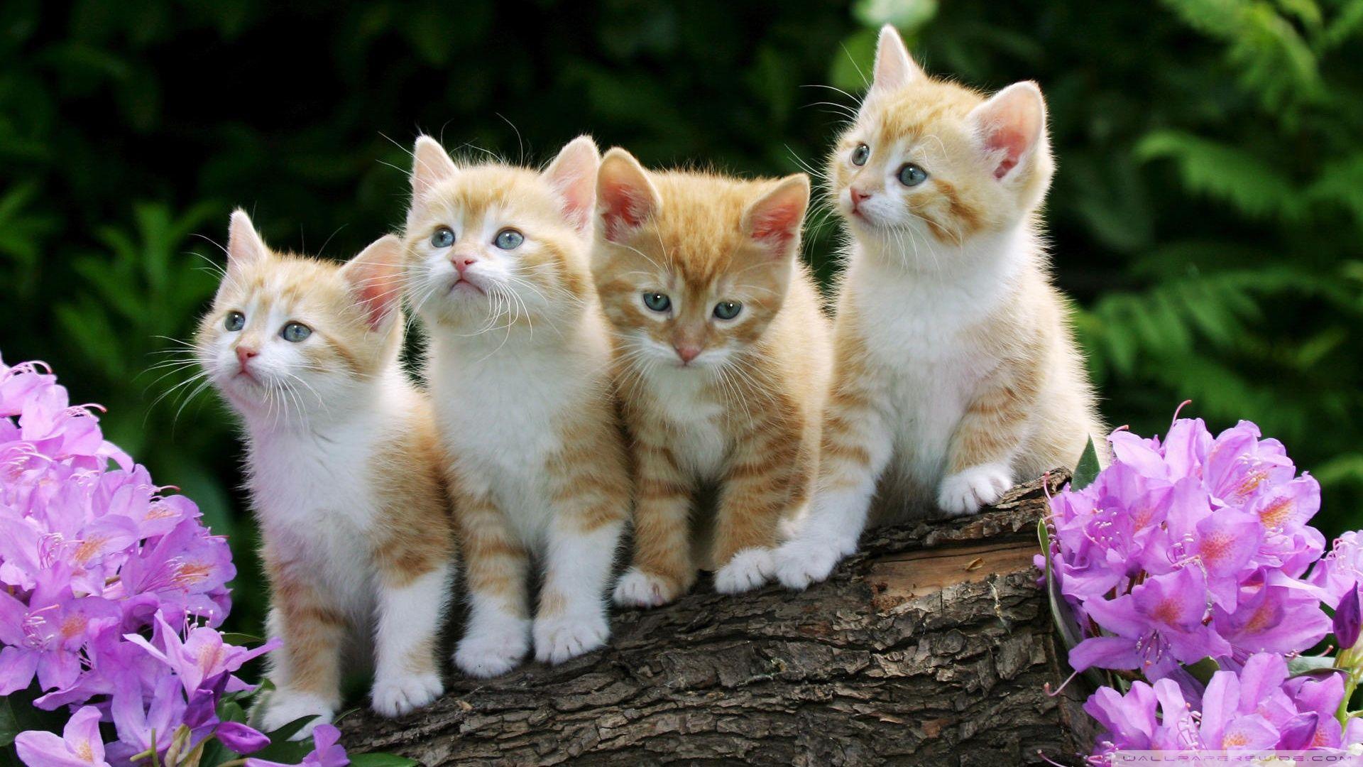 Kittens HD desktop wallpaper, Widescreen, High Definition
