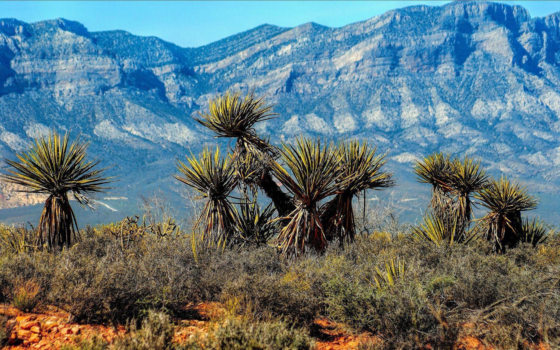 The Red Rock Canyon National Conservation Area in Nevada