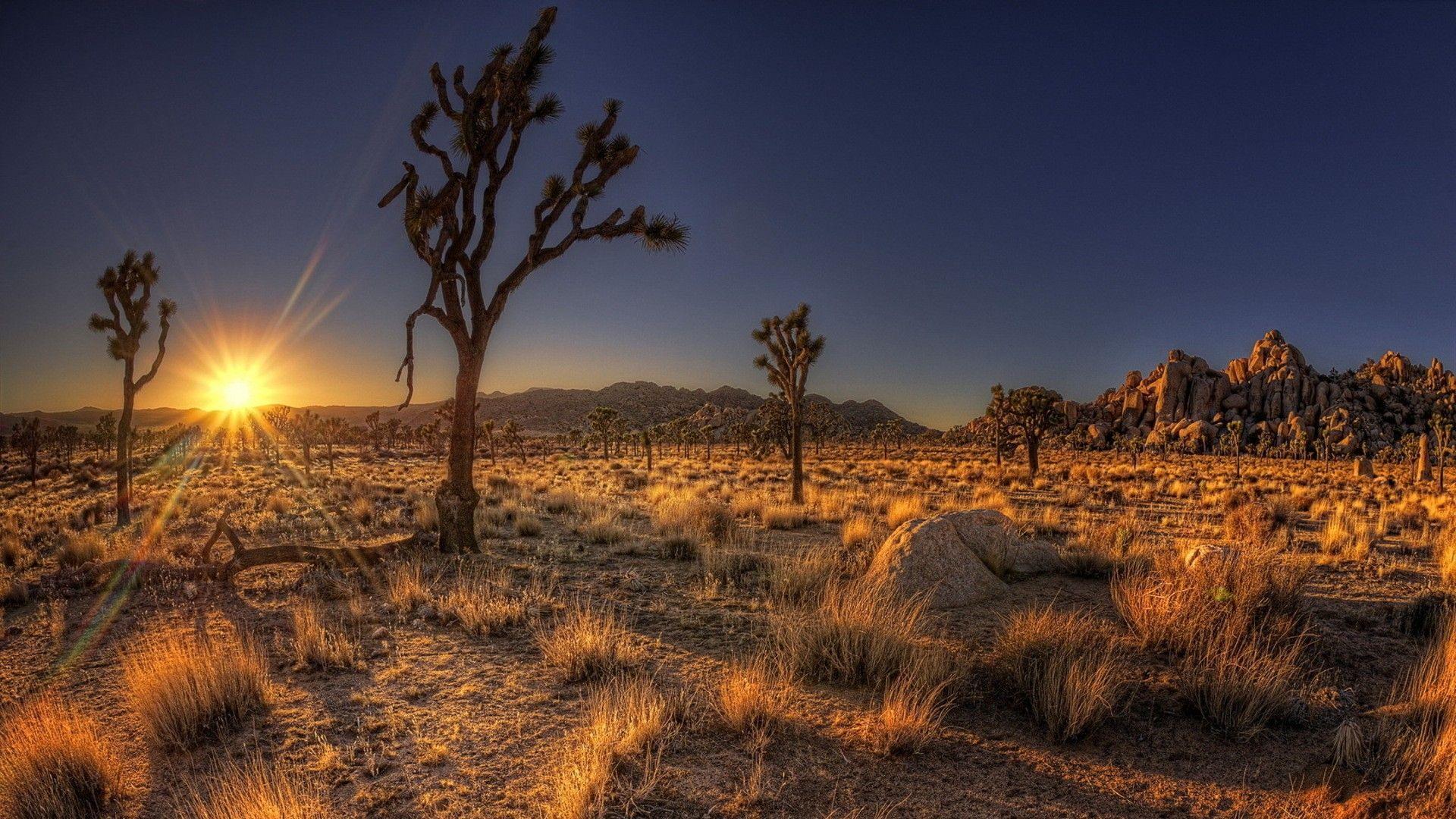 Desert Shadows Fantastic Desrt Sunrise Cactus Nevada Wallpaper