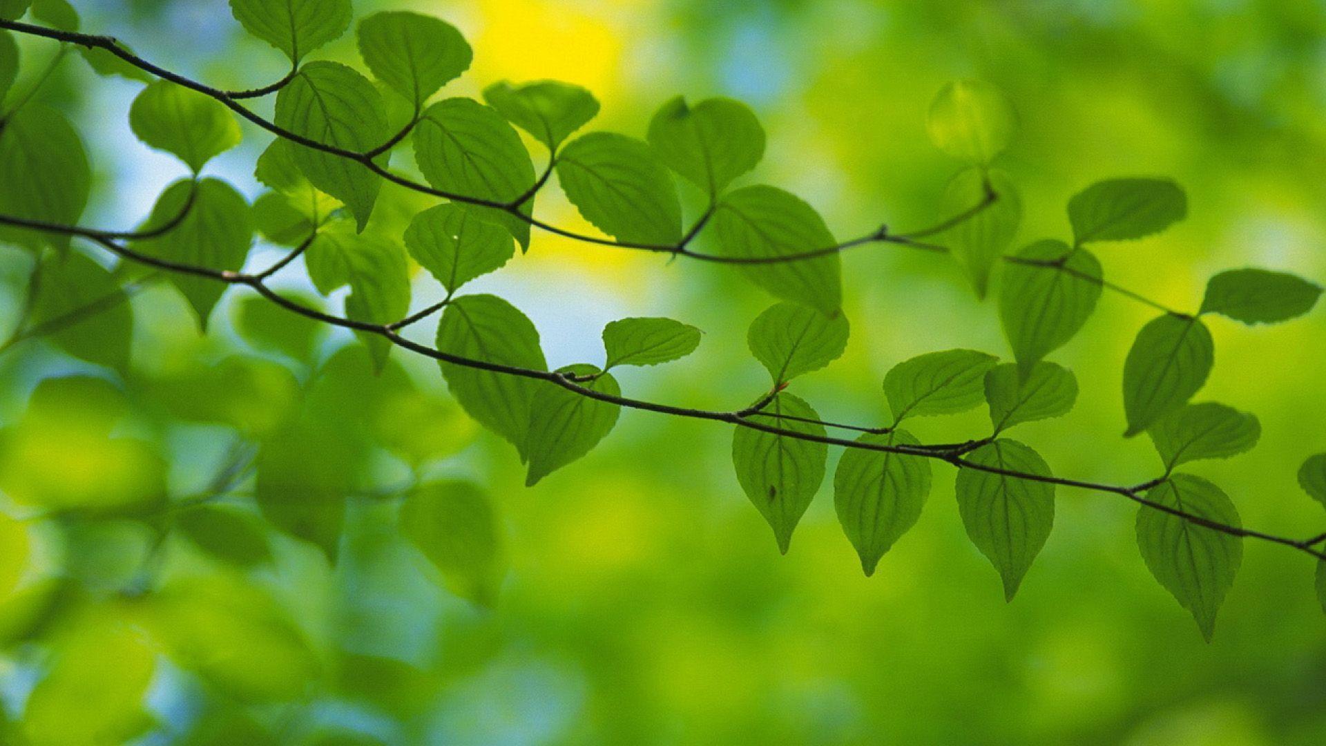 Closeup nature view of green leaf on blurred greenery background posters  for the wall  posters water wallpaper vitality  myloviewcom