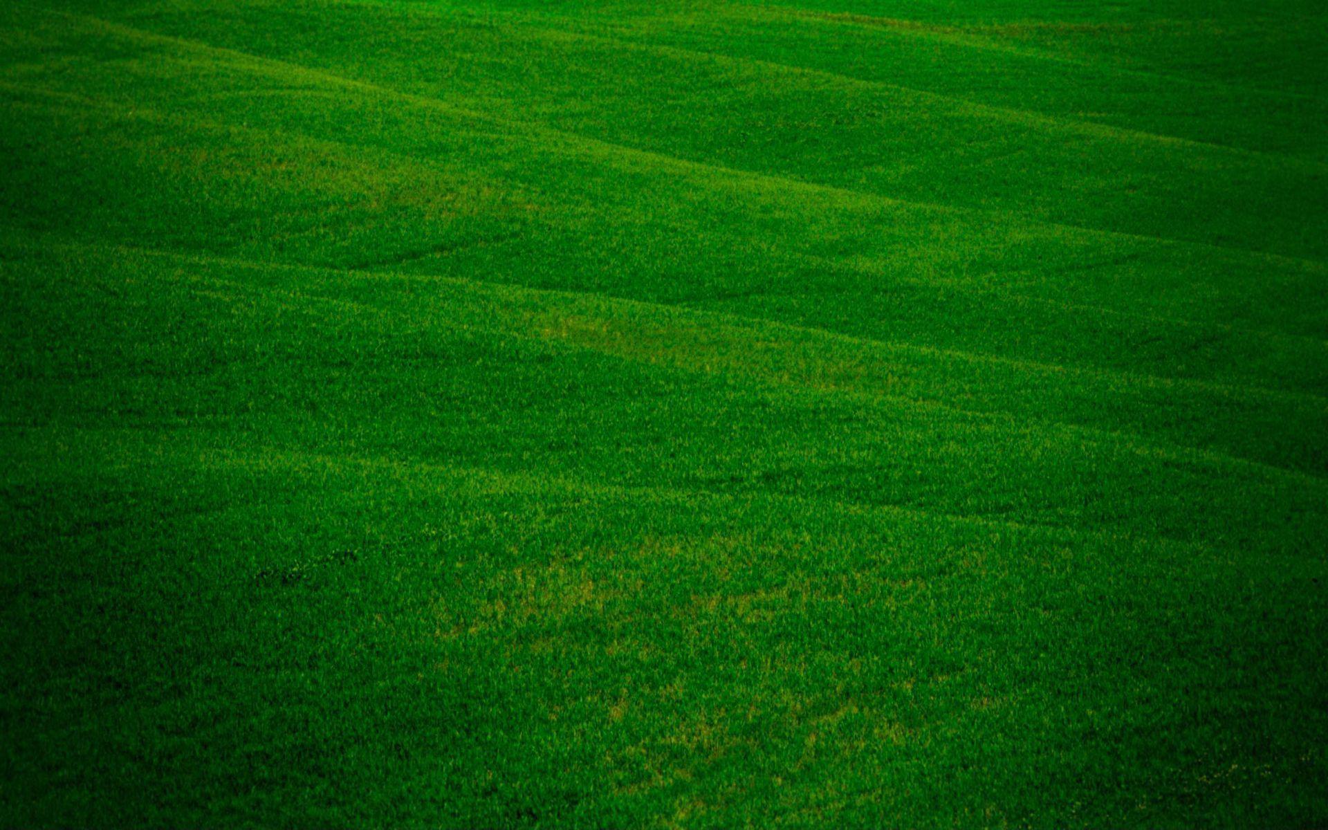Field Field Nature Greenery Freshness Grass Grass Wallpaper Grass