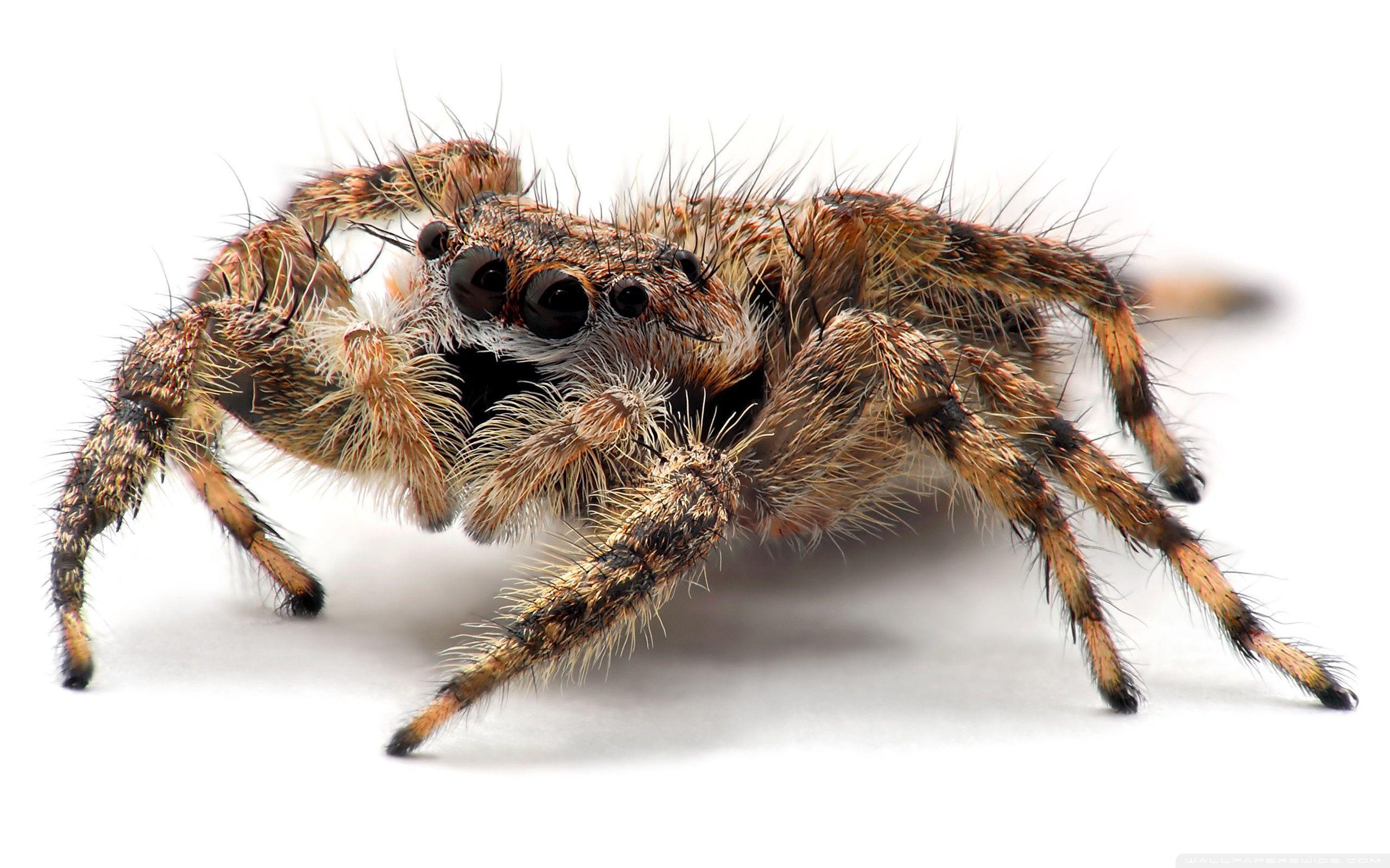 Tarantula Spider Close Up HD desktop wallpaper, High Definition