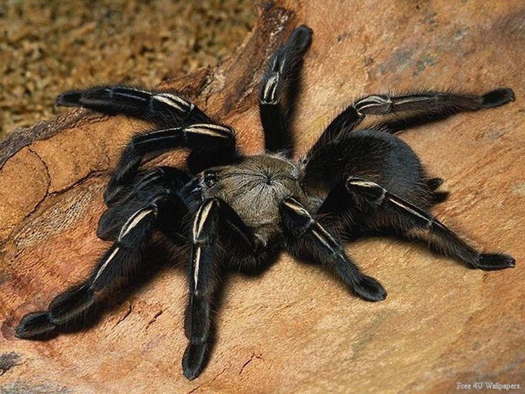 Insect and spider tarantula wallpaper and image