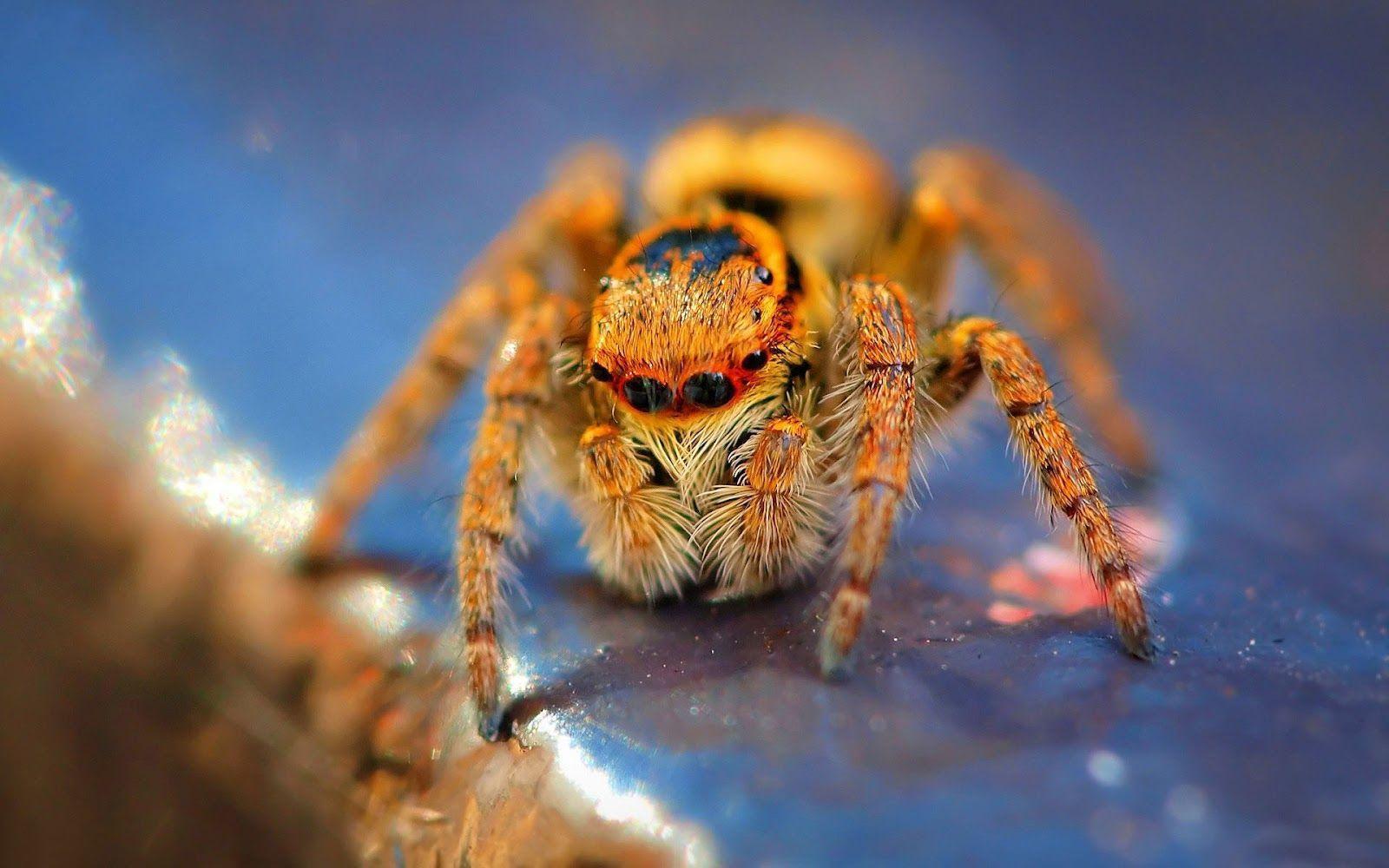 Picture of a dangerous looking tarantula. HD Animals Wallpaper