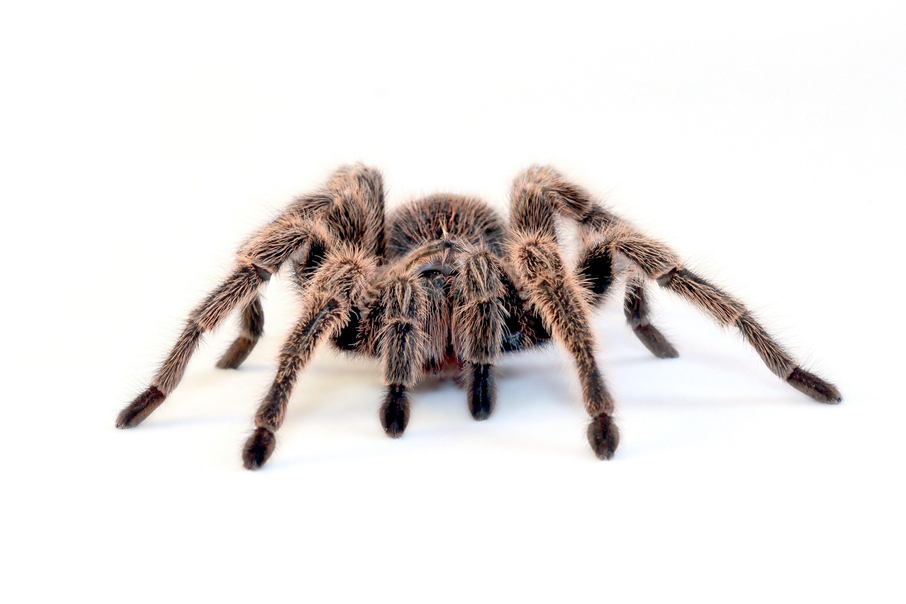 spiders, simple background, tarantula, white background wallpaper
