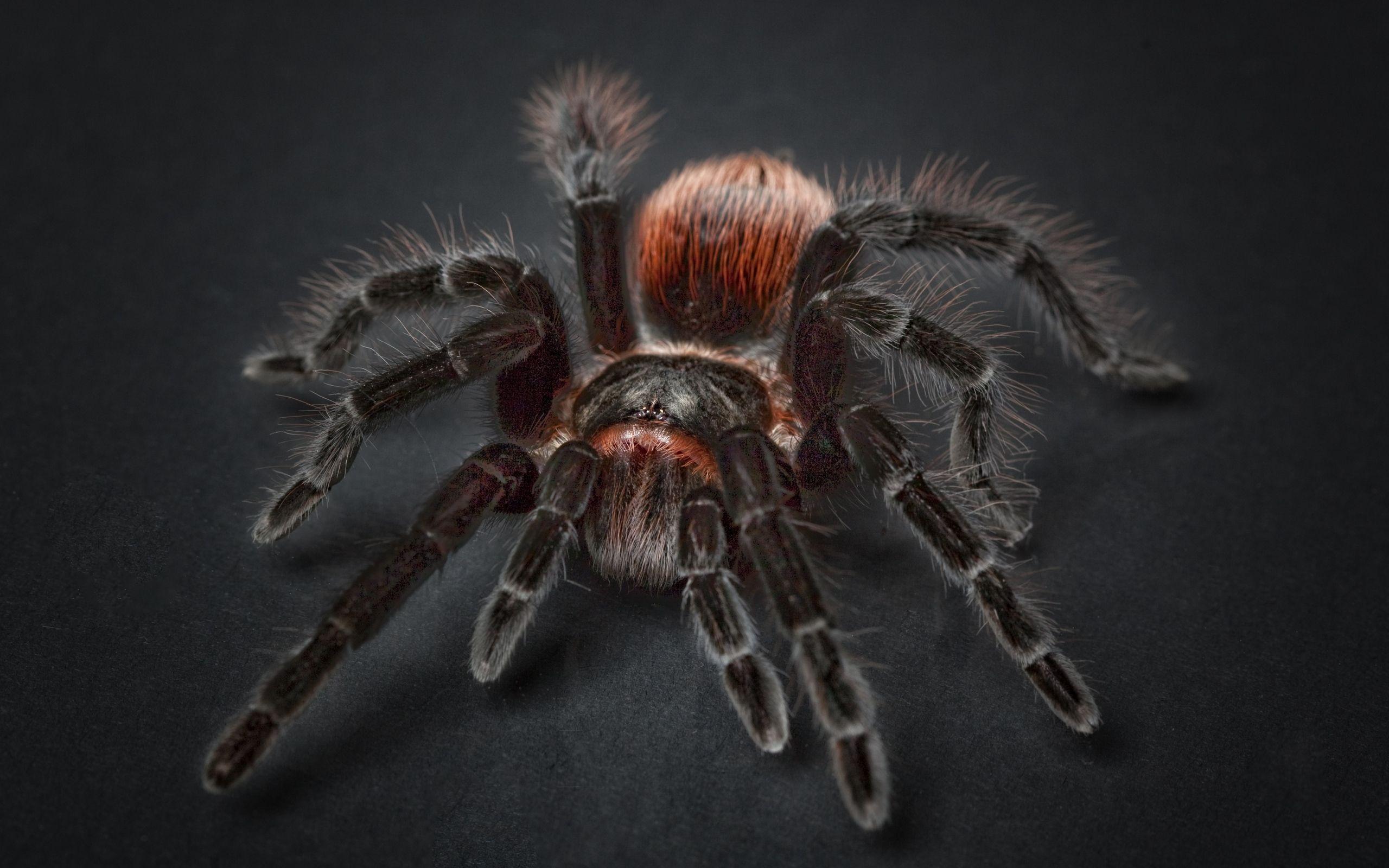 Tarantula Wallpapers Wallpaper Cave