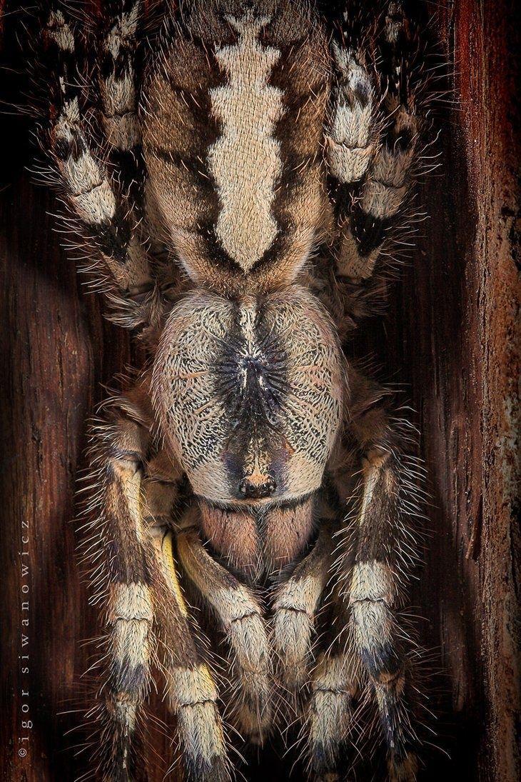 best Tarantula image