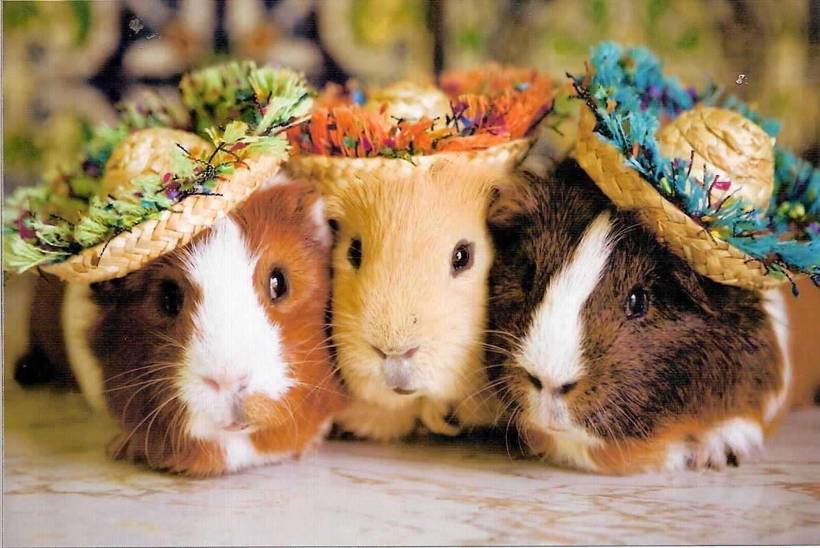 What Breed of Guinea Pig Are You?