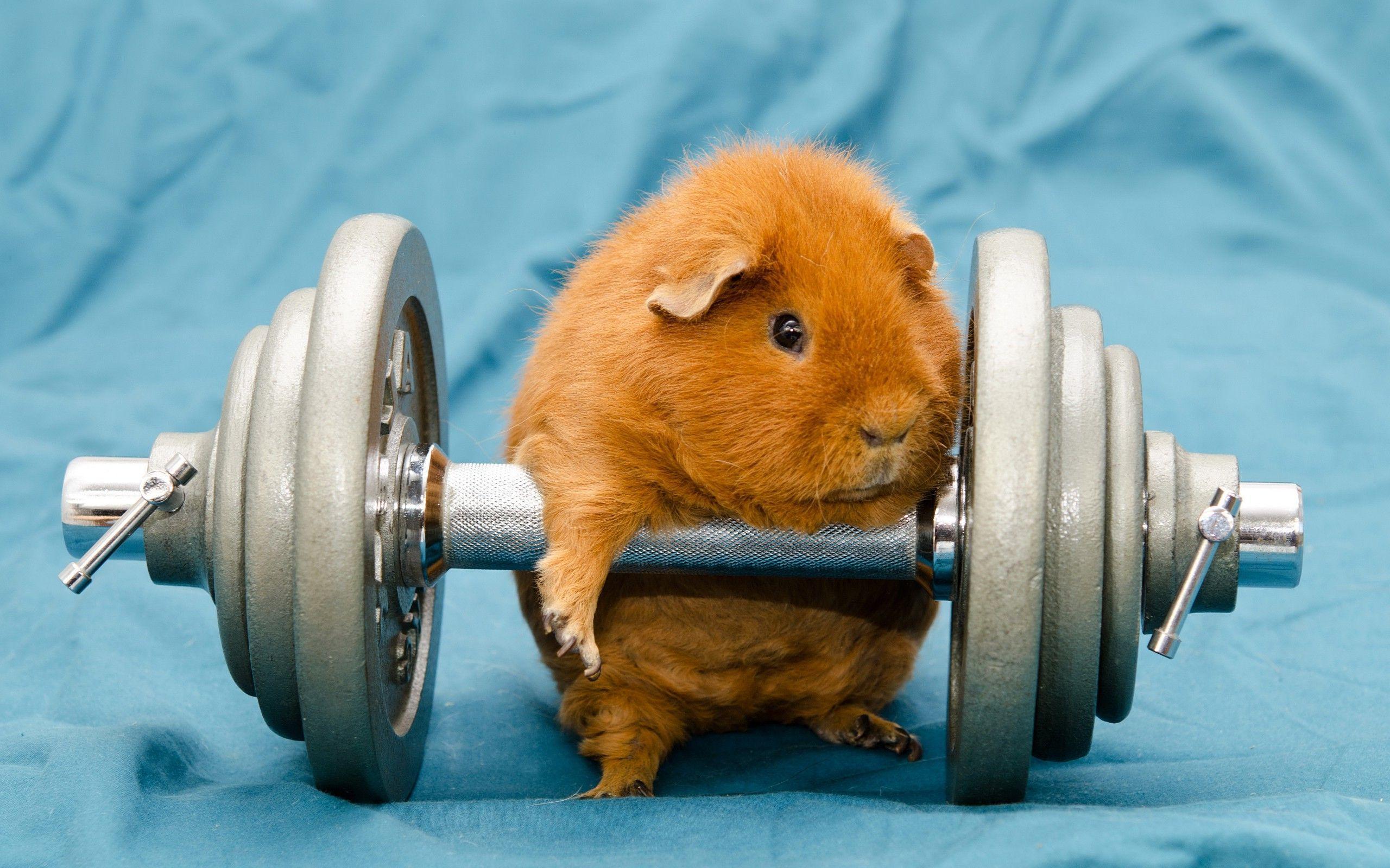 humor, Animals, Dumbbells, Gyms, Working Out, Guinea Pigs