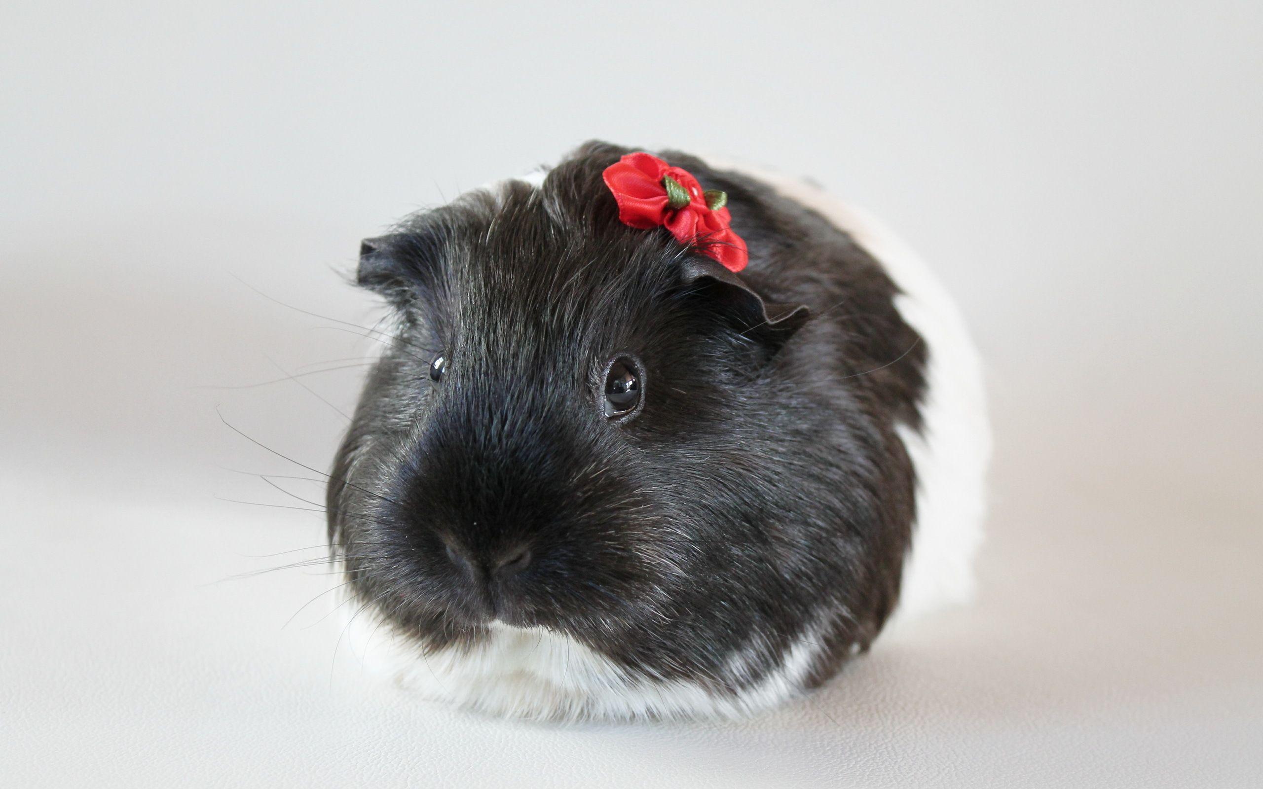 Guinea Pig Full HD Wallpaper and Backgroundx1600