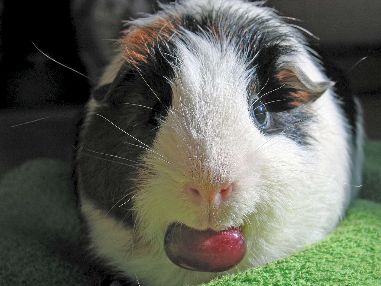 guinea pigs wallpaper HD con Google. conejillos de