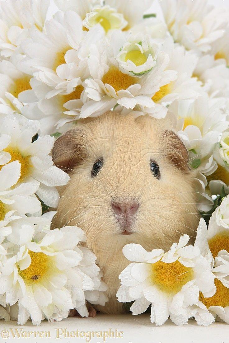 best image about Guinea Pig love
