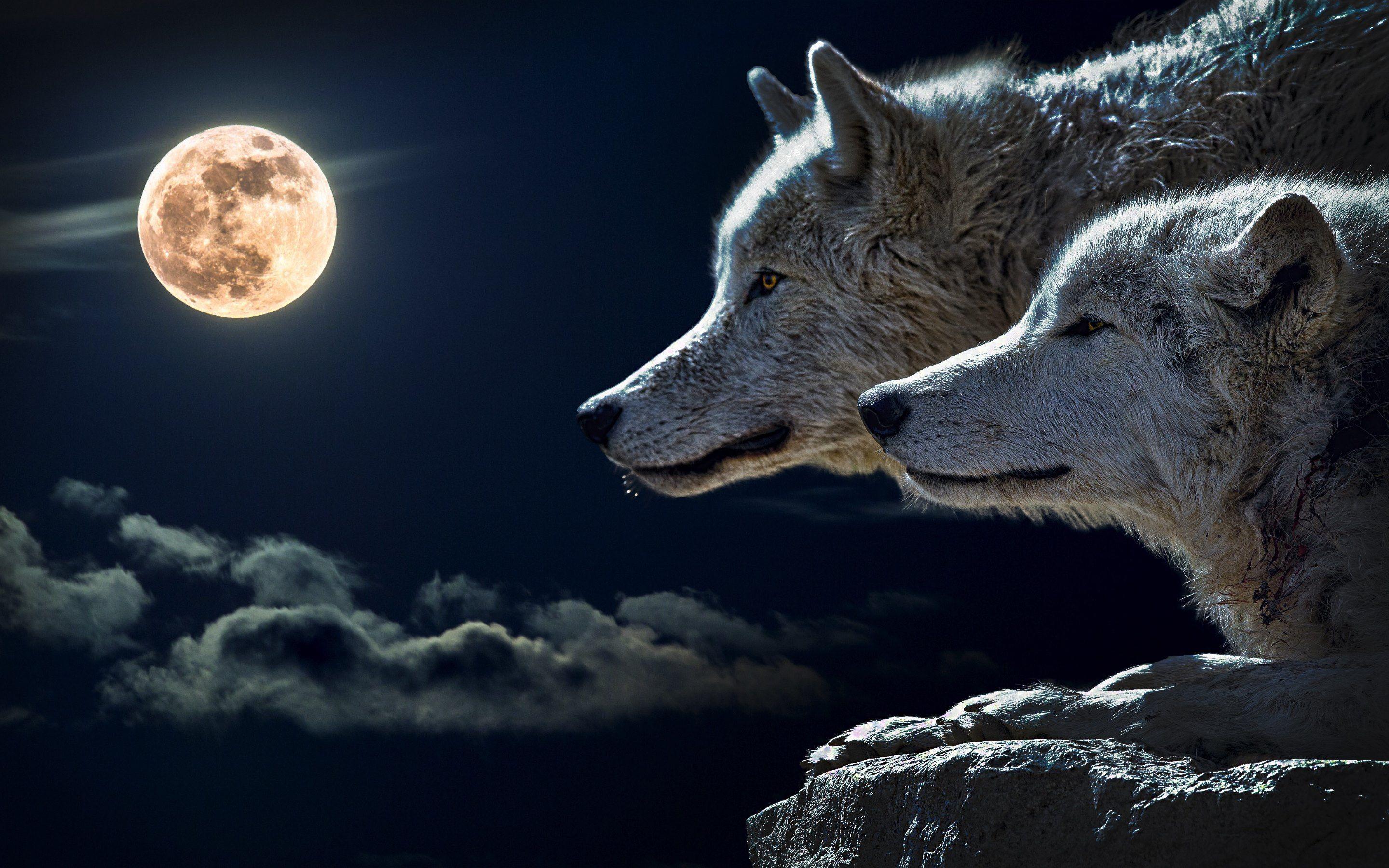 Wolf Full Moon Wallpaper